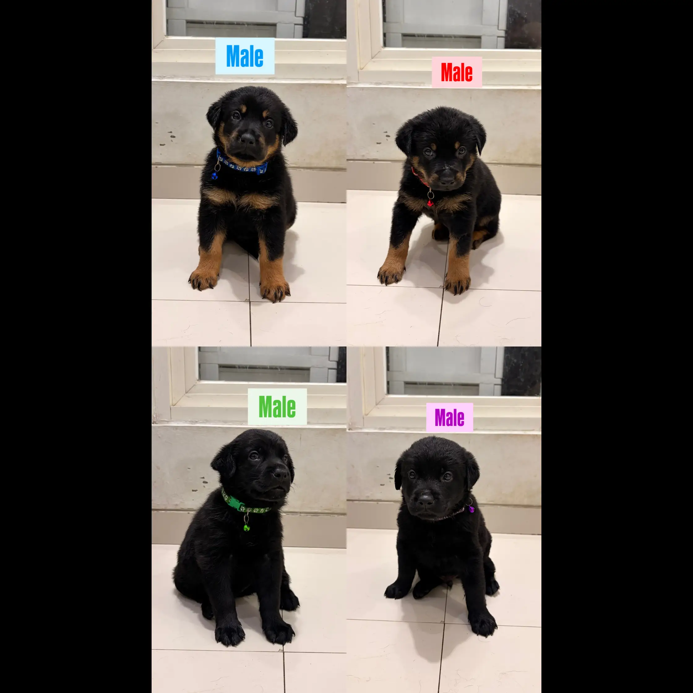open-adopt-mix-rotweiller-labrador-RPQPXQQUA3