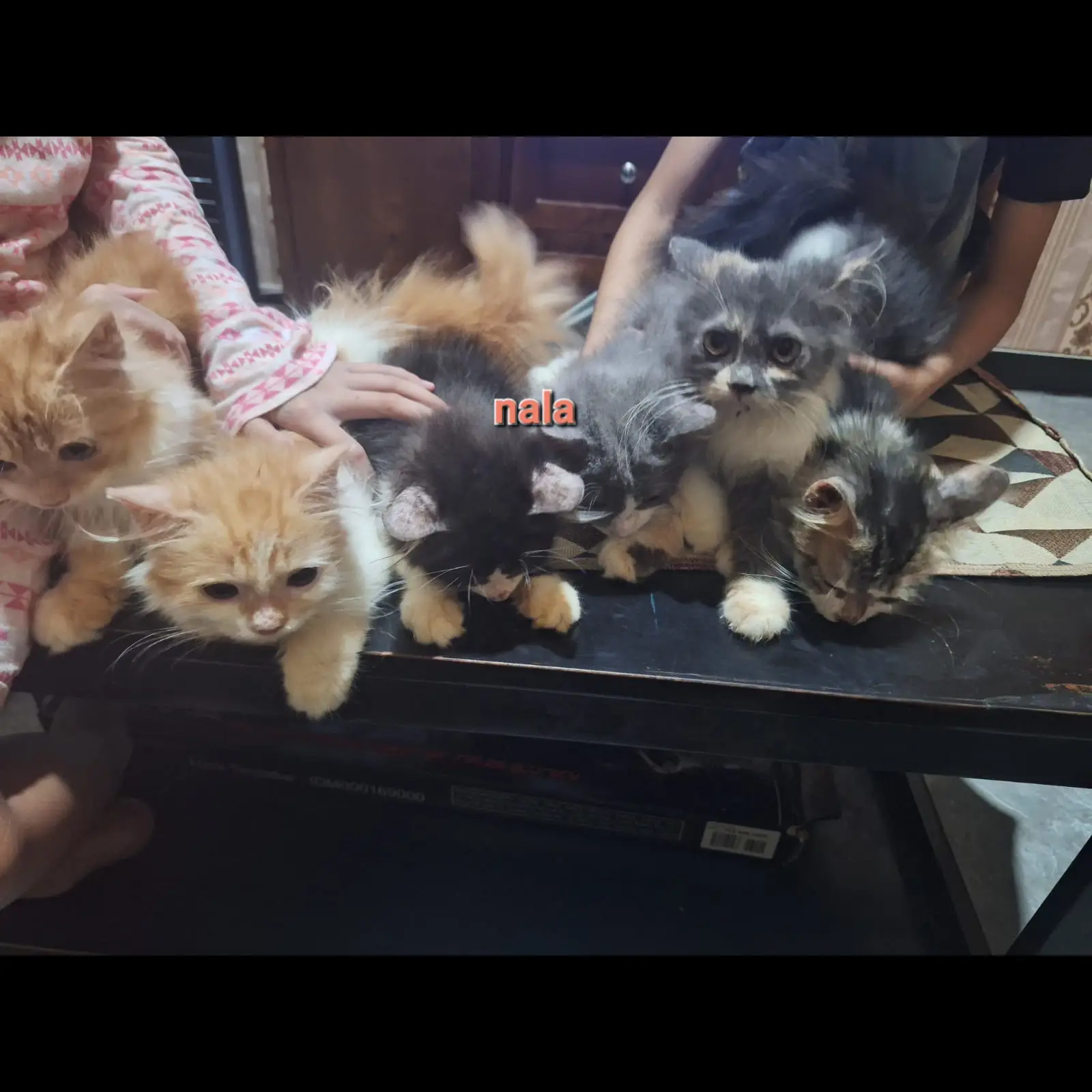 silahkan-pilih-berbagai-macam-kucing-XRPSUNKBOA