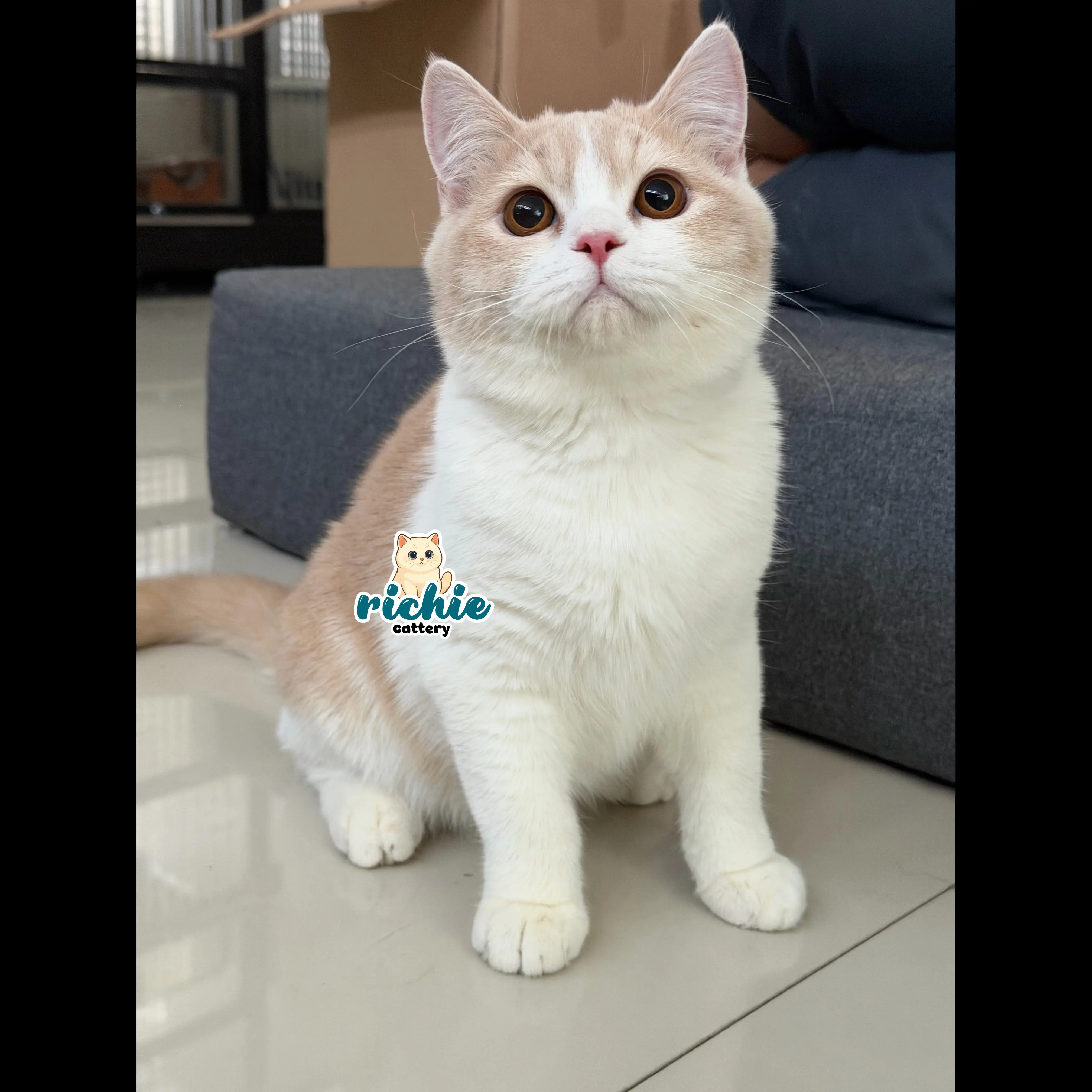 bsh-pure-bicolor-white--cream-7UJ6KNYF7B