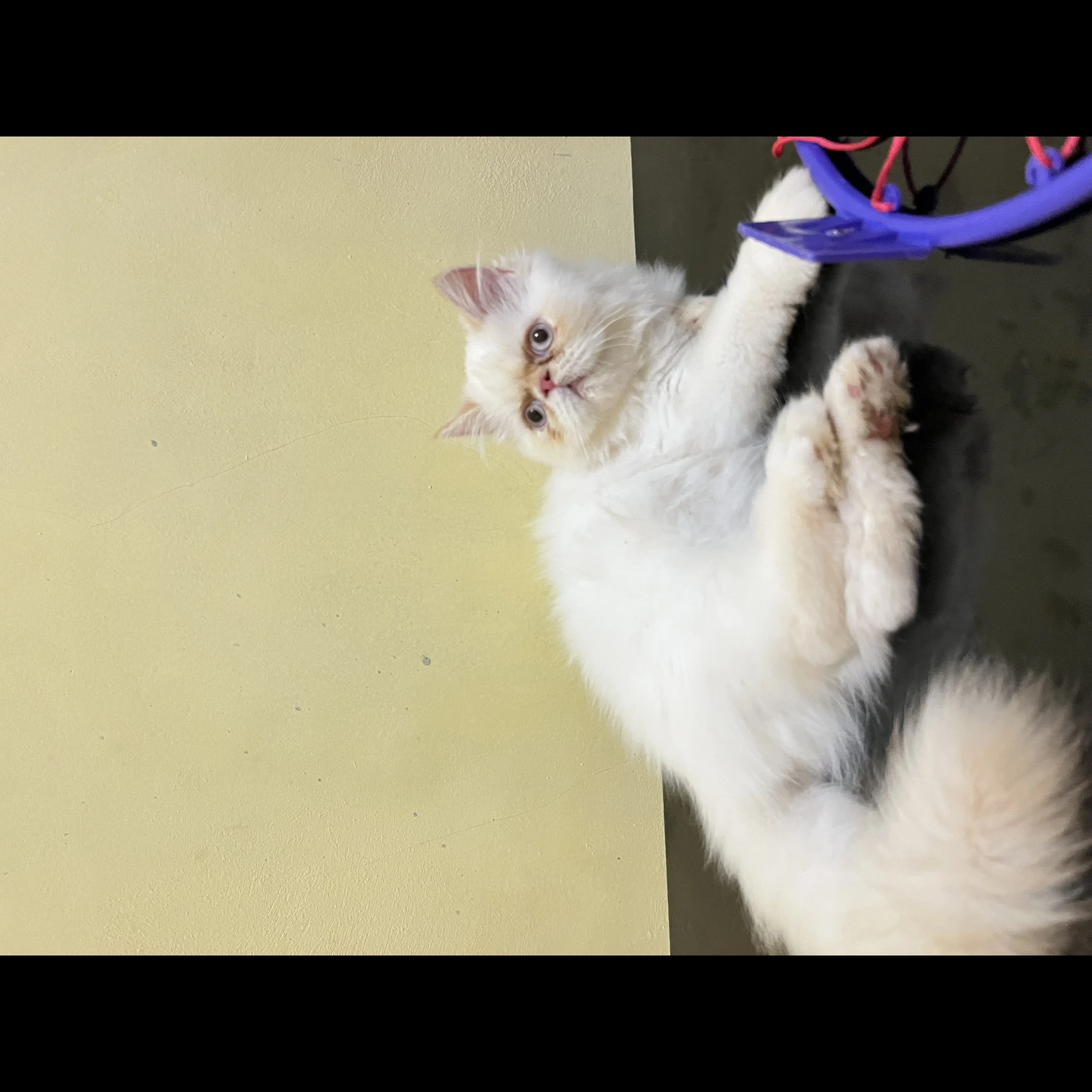 persia-peaknose-betina-5bulan-U7CB4XXO5Y