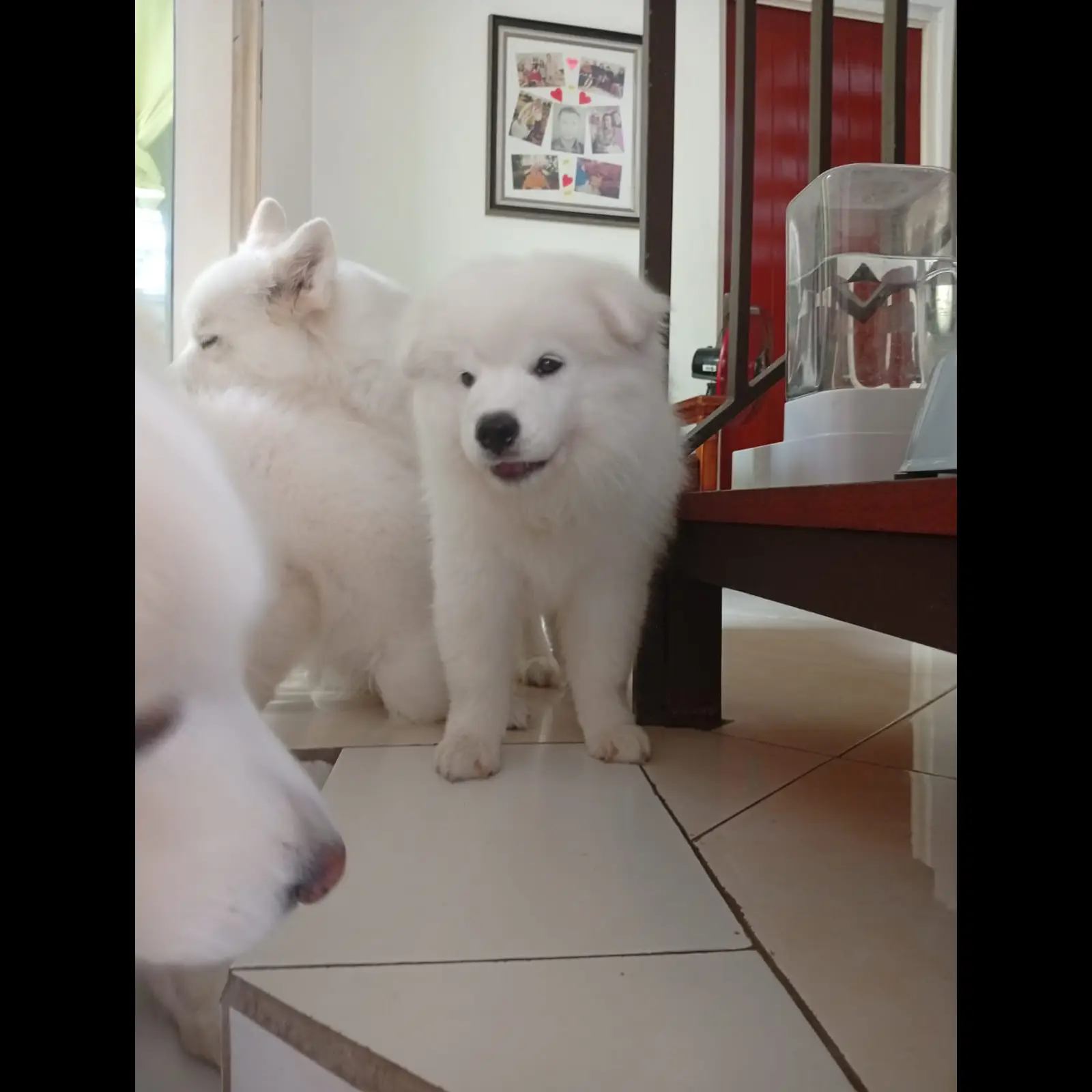 anak-anjing-betina-samoyed-usia-24-bulan-OB3DN3KQYT
