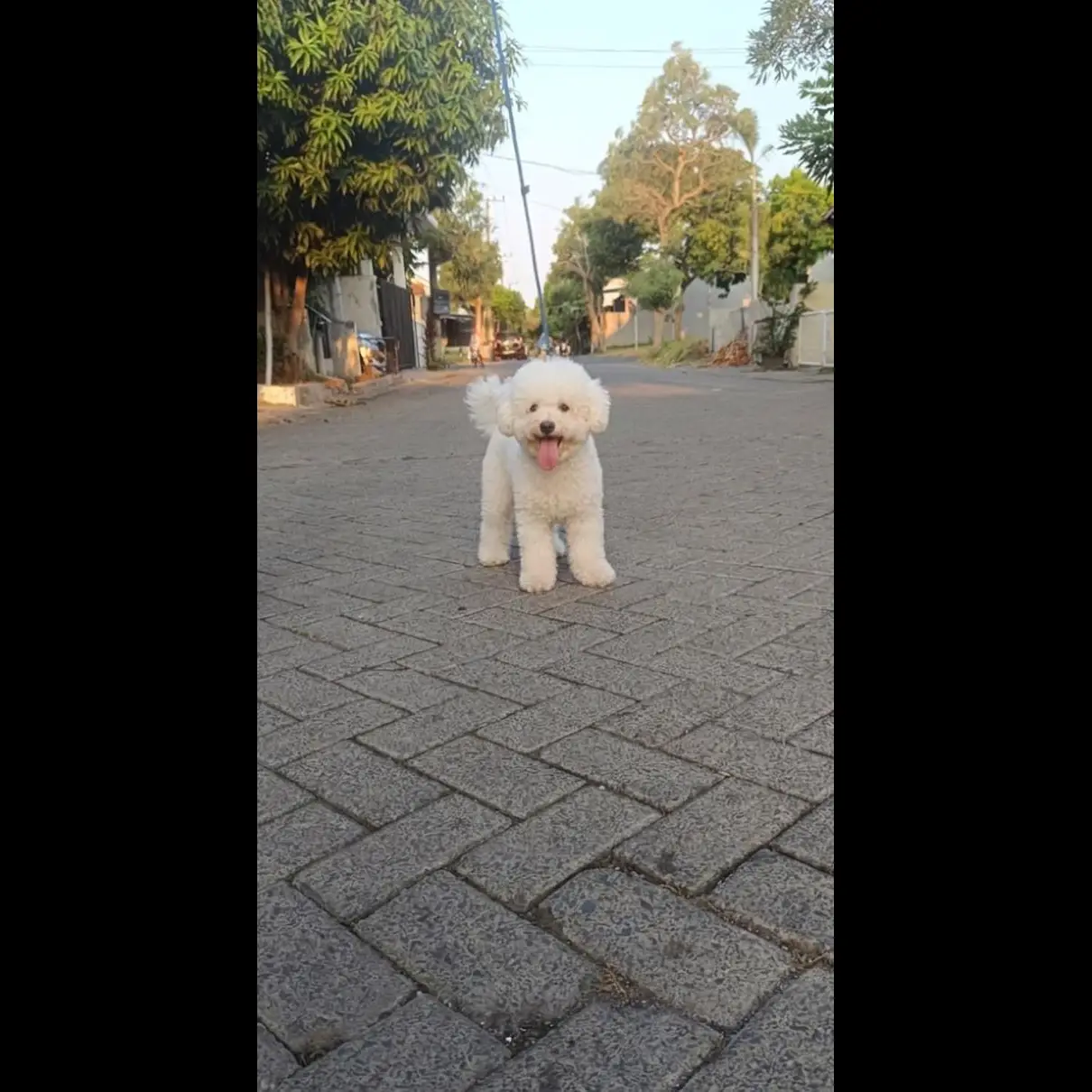 jual-snow-white-poodle-jantan-2AKDJXH2M8