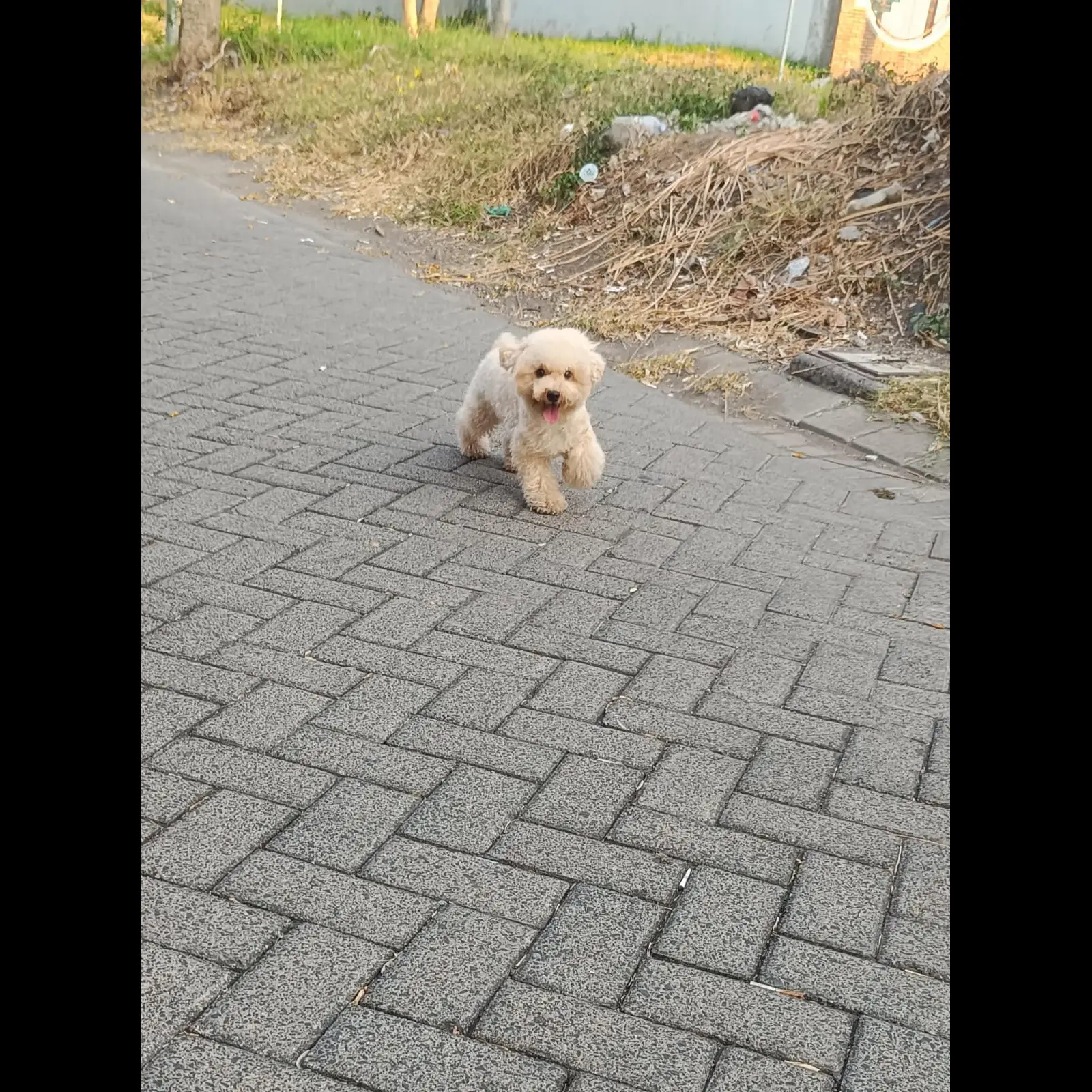 jual-poodle-jantan-kaki-pendek-JUBOI6INED