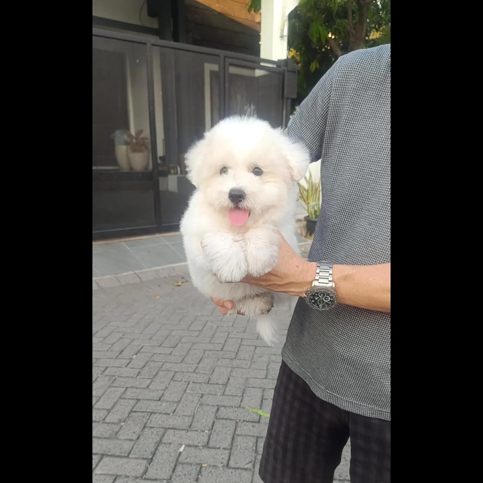 jual-mini-korean-bichon-frise-female-cucu-import-korea-ZW1Z52VS5F