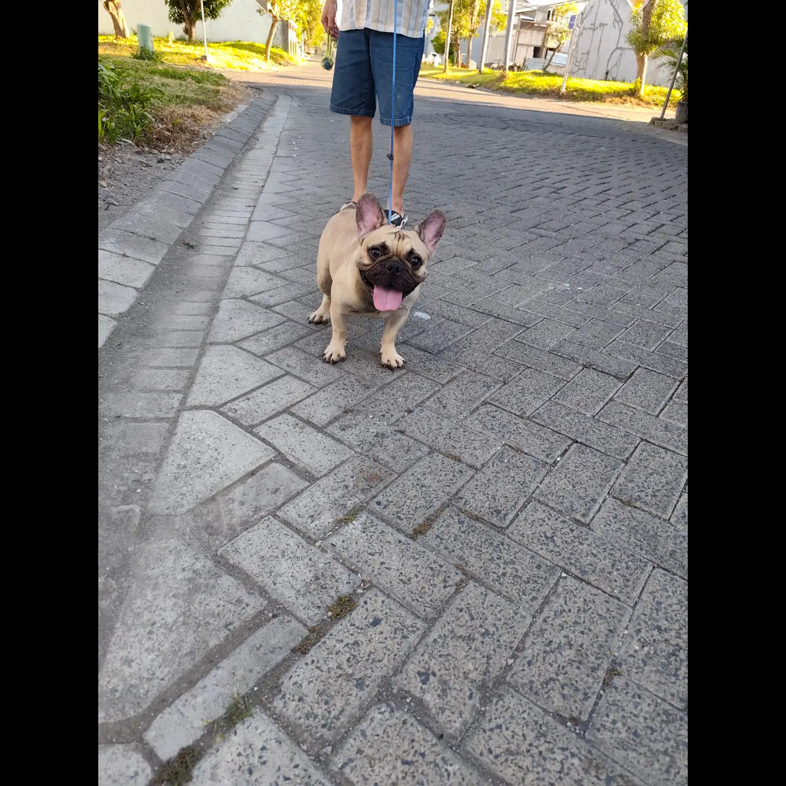 jual-french-bulldog-male-cucu-import-taiwan-H9UD0UM6S9
