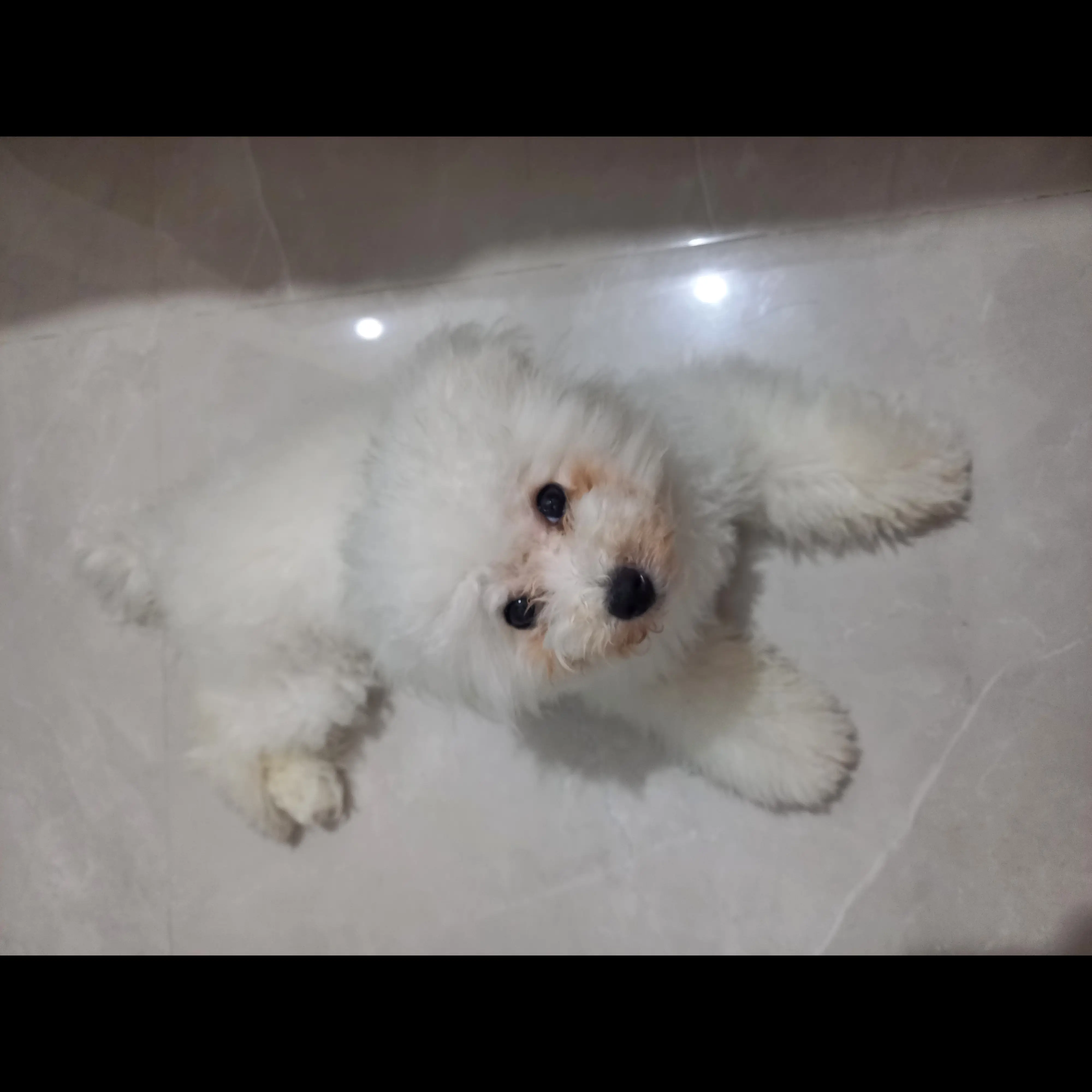 dijual-female-bichon-MX62U2LEMS
