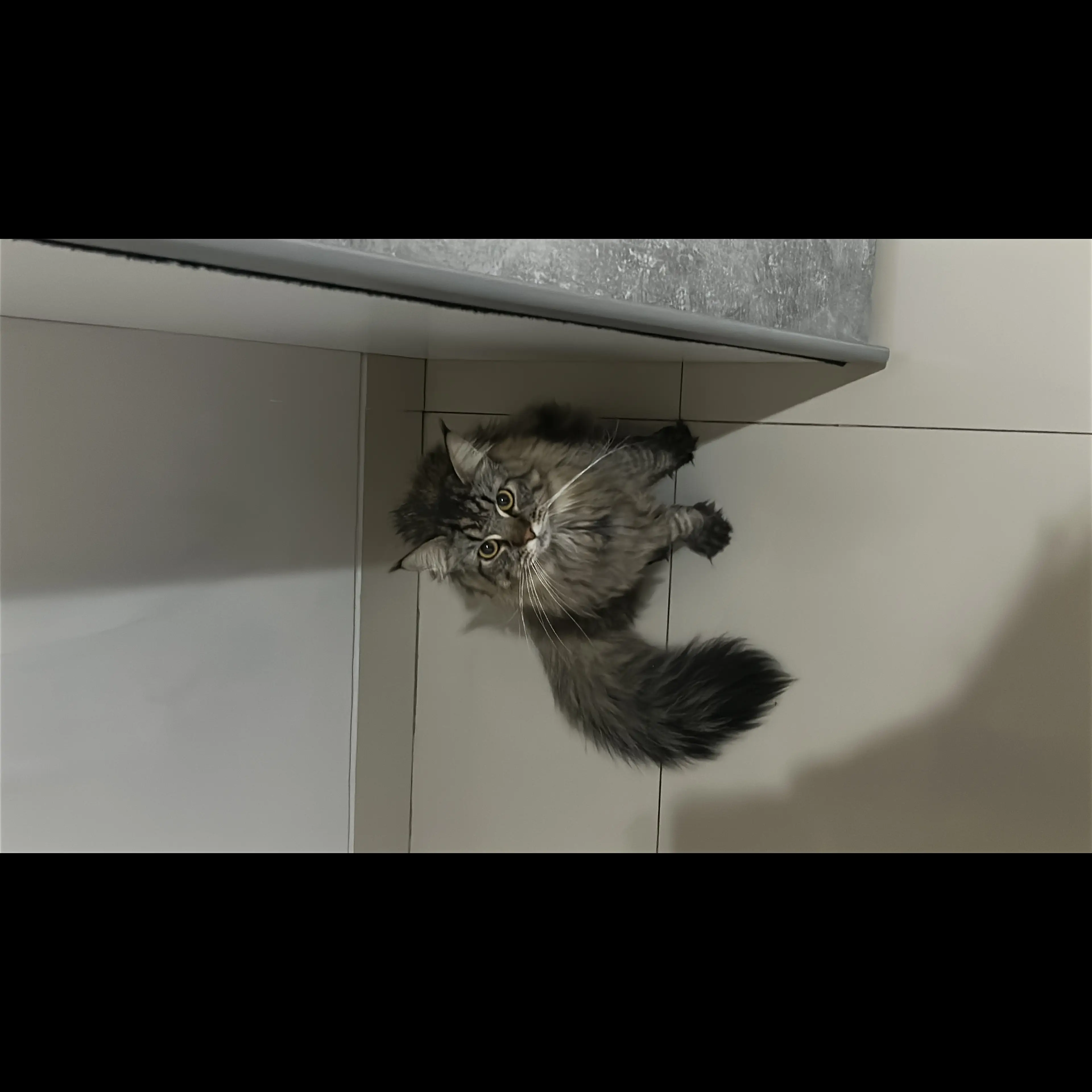 adopsi-persia-2-tahun-abuabu-tabby-7CFO9XT6BO
