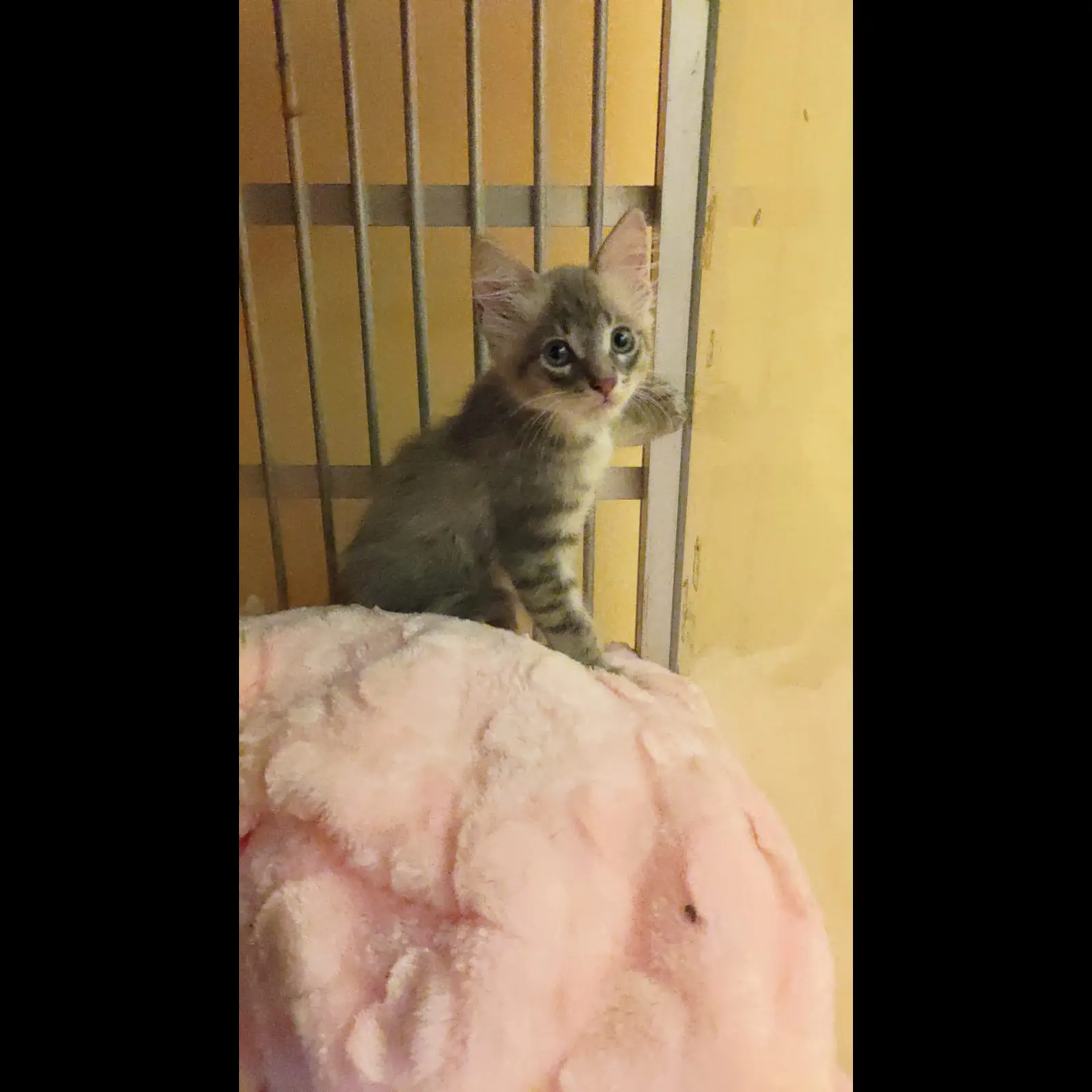 siap-adopsi-kucing-mainecoon-breed-jantan-umur-3-bulan-QZ99LEYMOX