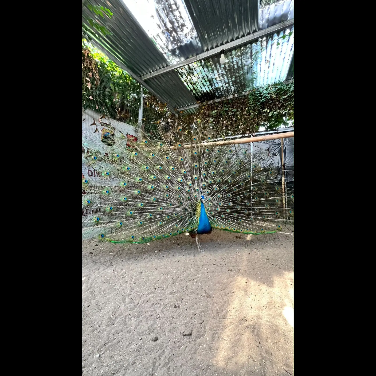jual-anakan-burung-merak-biru-india--JLYLO70WT7
