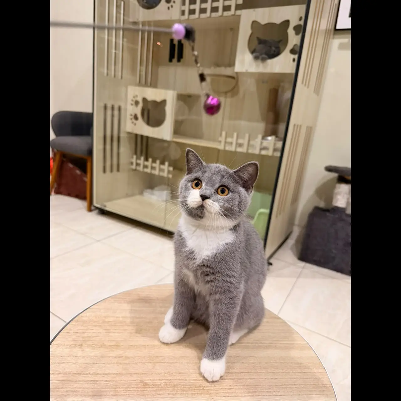 kitten-bsh-import-champion-bloodline-heibai--3DGNIM0WKV
