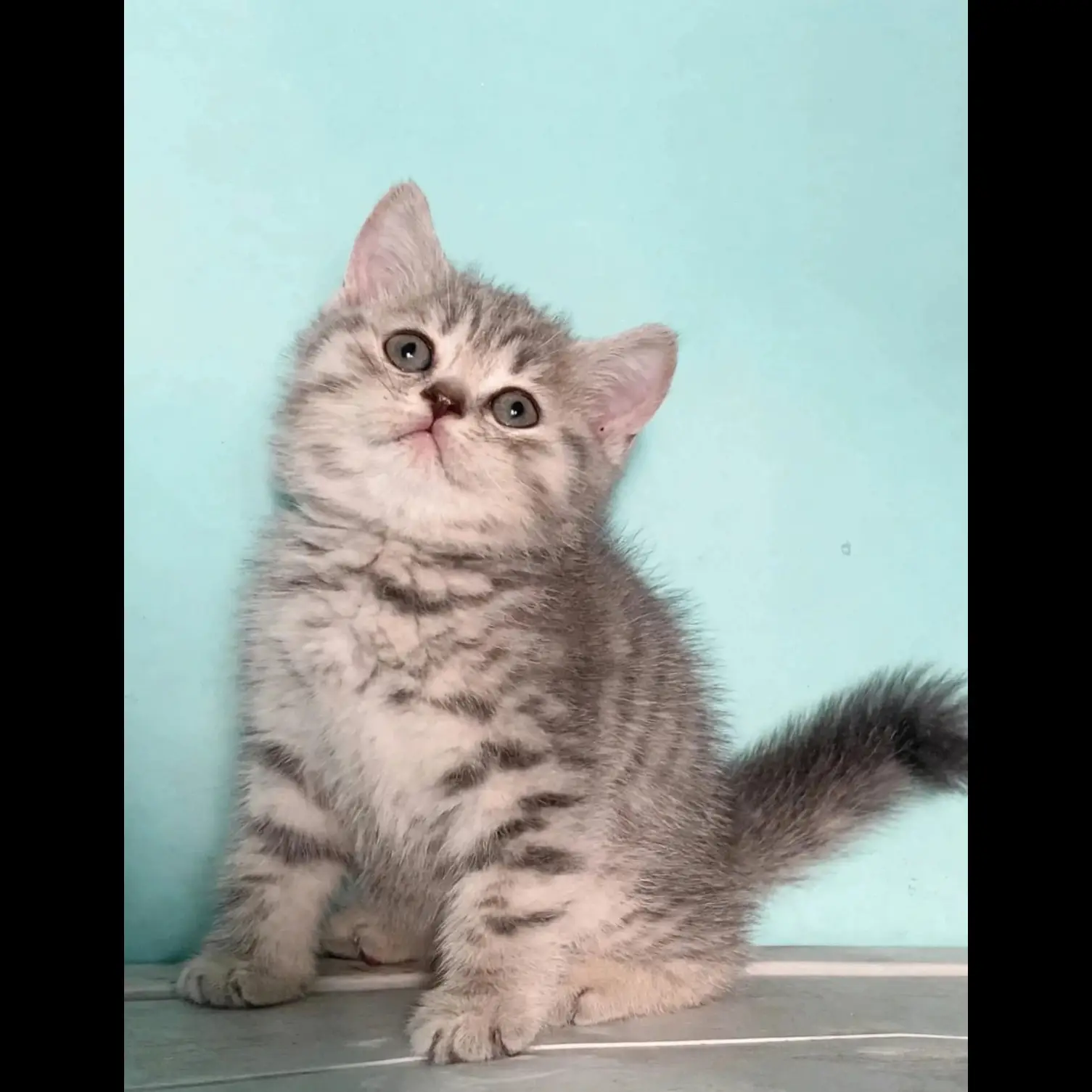 kucing-kitten-british-shorthair-silver-tabby-female--DZDAX8XMLR