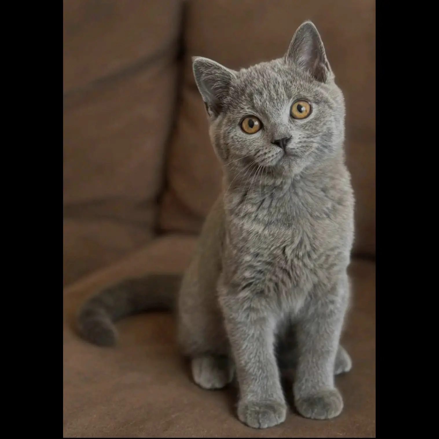 kucing-kitten-british-shorthair-bluesolid-female-pure--LG9VSNZF86