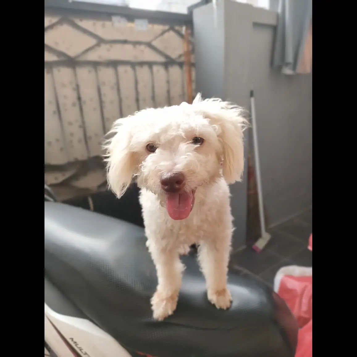 adopsi-toy-poodle-15-tahun-IRNZRFRK1I
