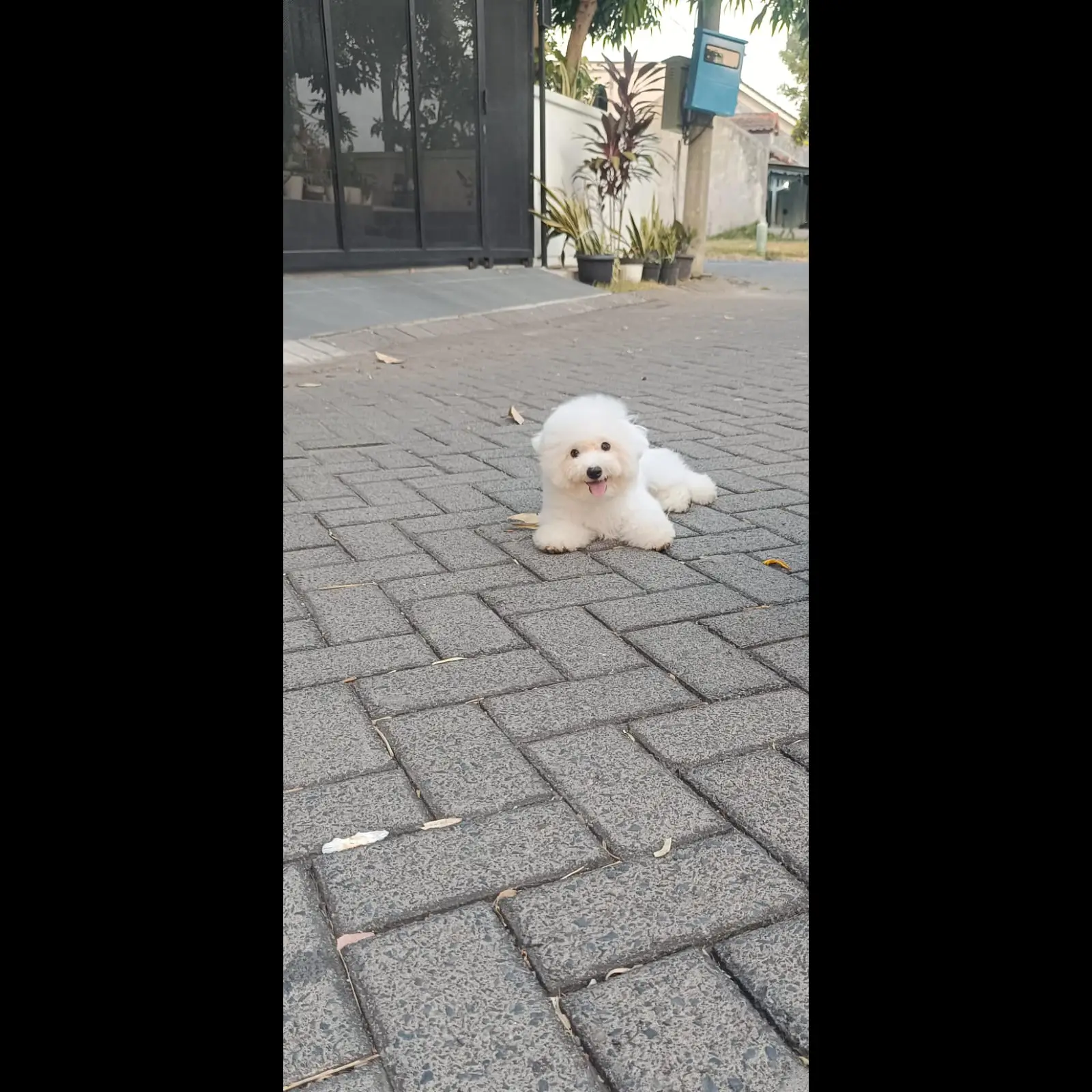 jual-korean-mini-bichon-frise-jantan-anak-import-korea--ibu-import-dari-korea--ZGMJVCG0ID