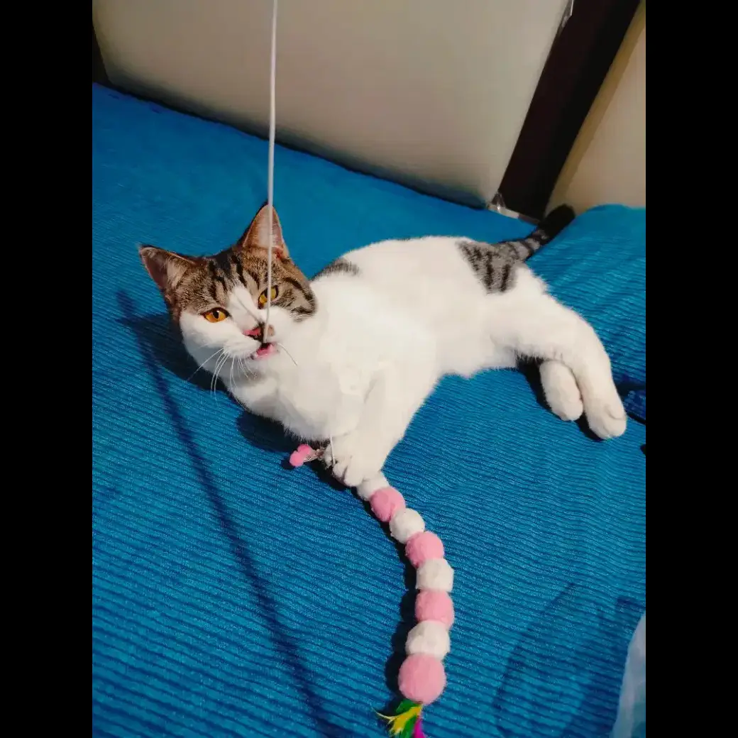 HAUKZUIEZ9I5PG4QPTCO