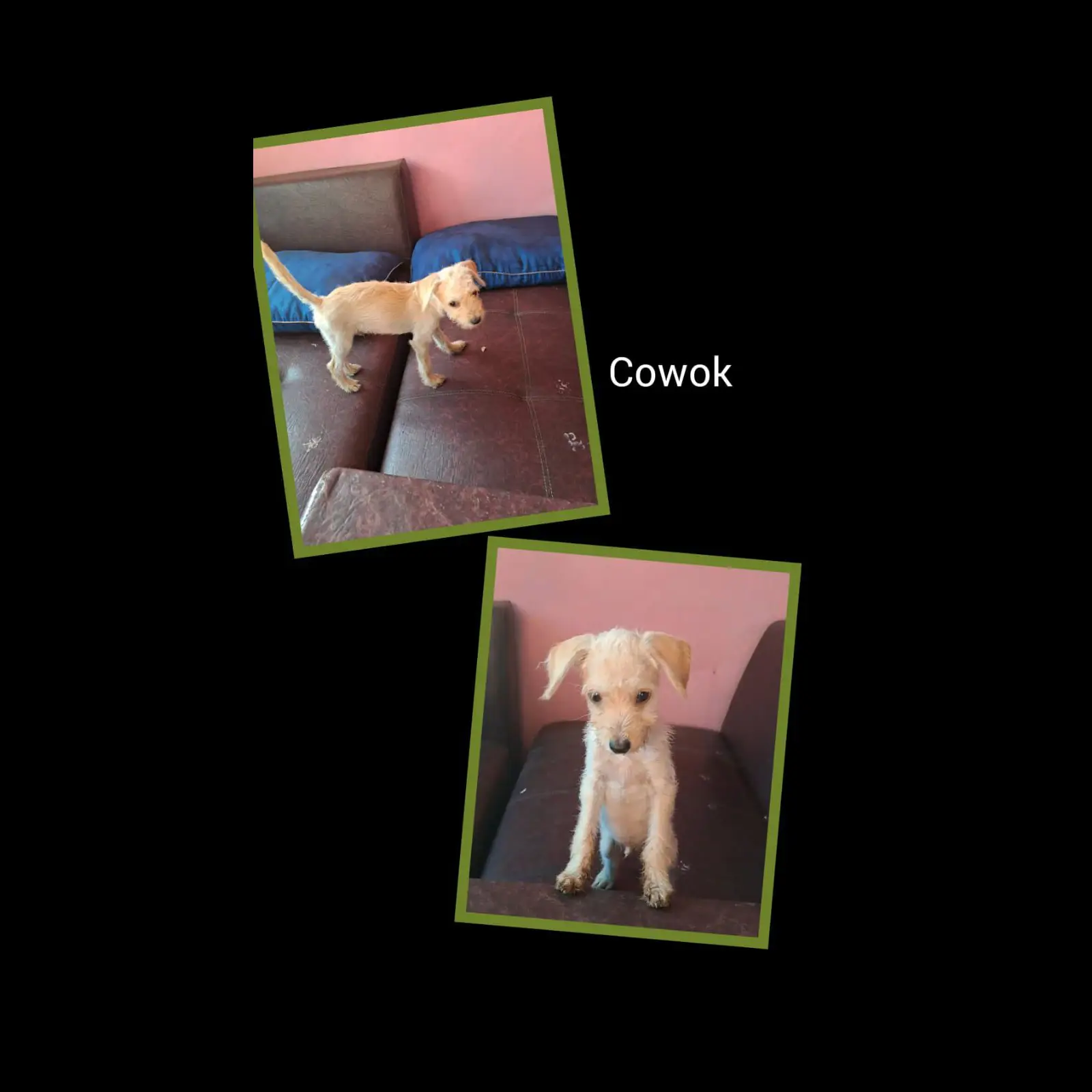 HEVVLBKEE21VA64SJZ8L