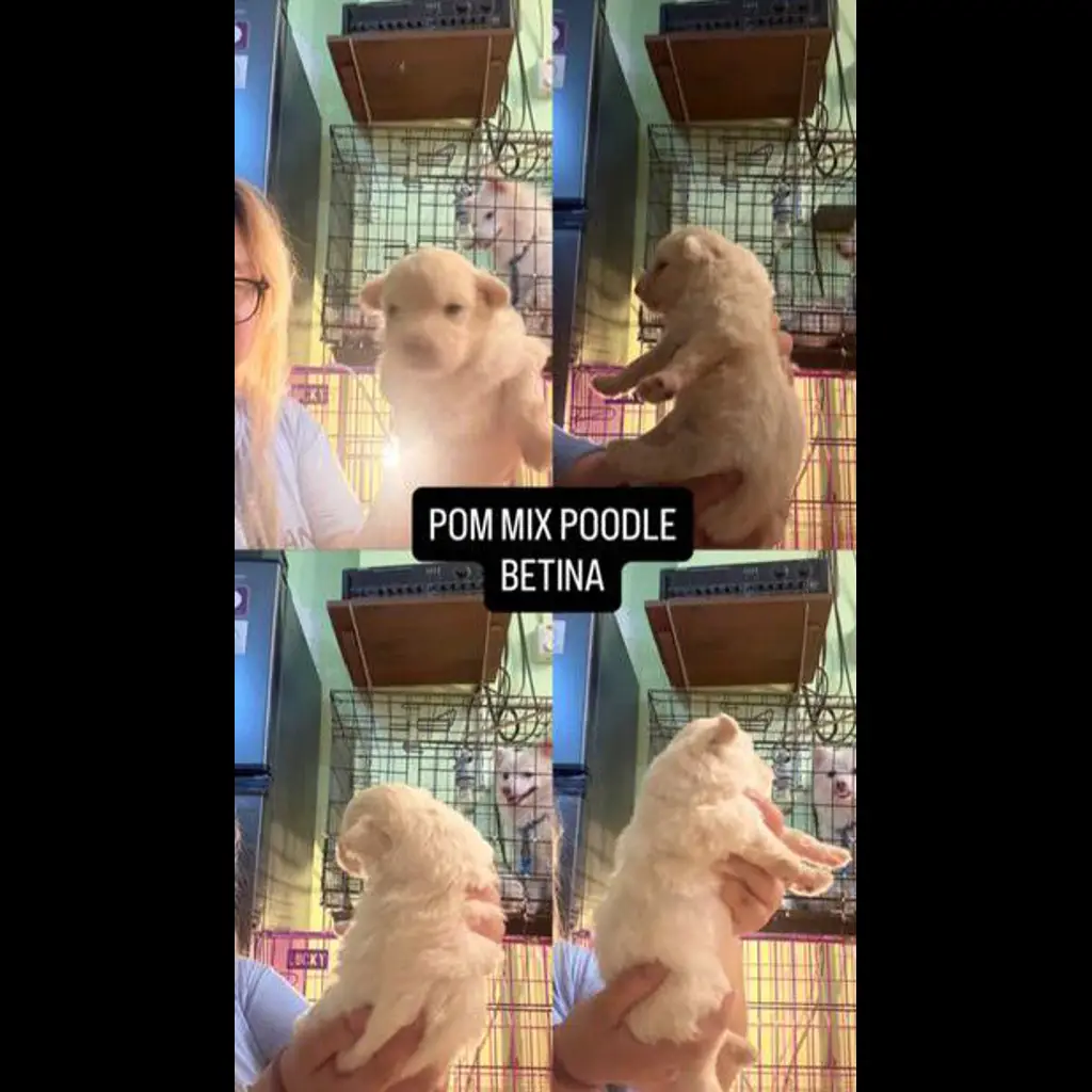 V6ROKWNXUL6DLOGACM8U