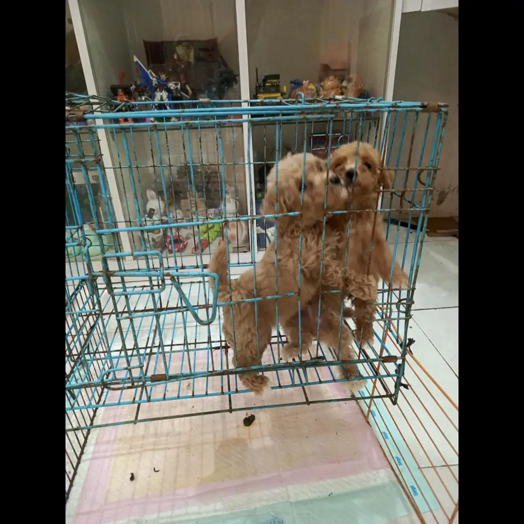 OLX0EWFHLB2X5JTL9DYP
