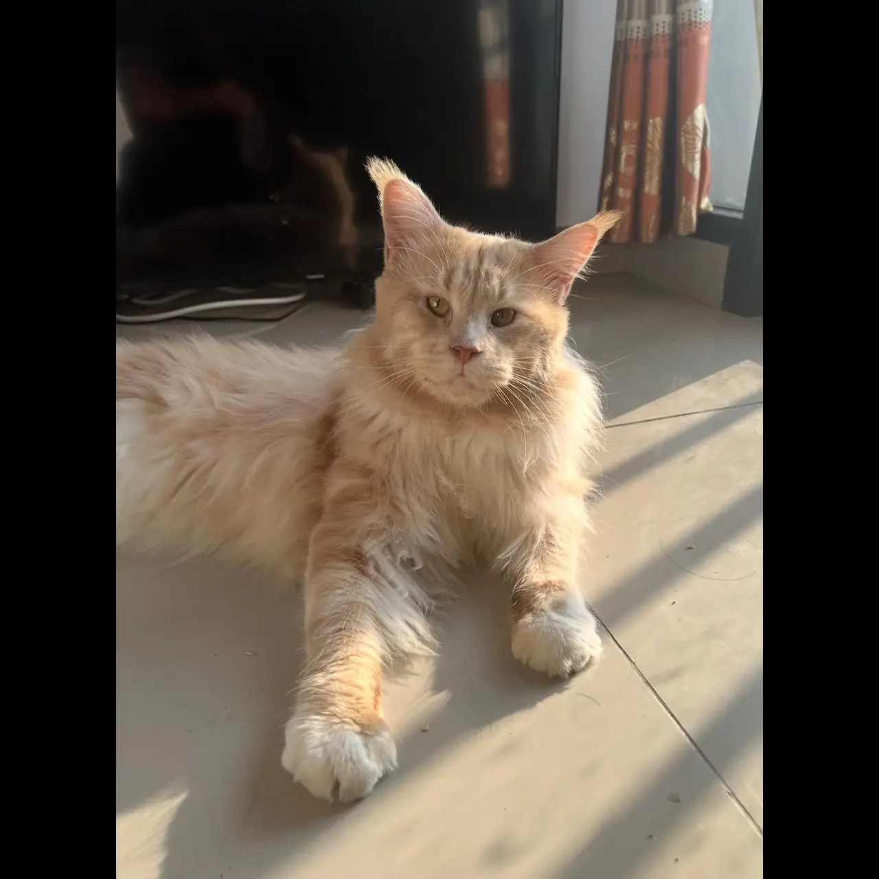 YG4P92PD5363GUBALMGT