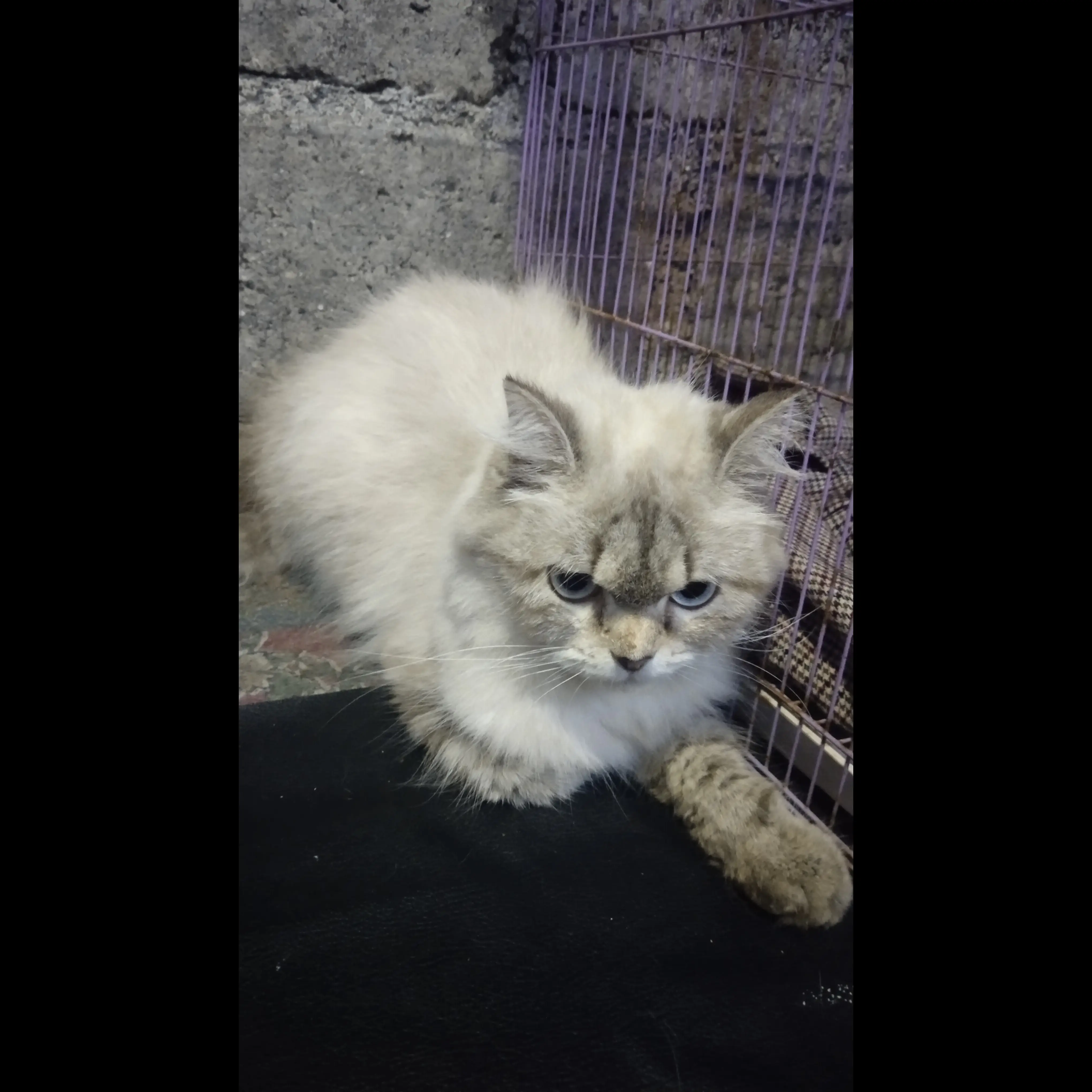 PLYB24N6828VX0R71IMY