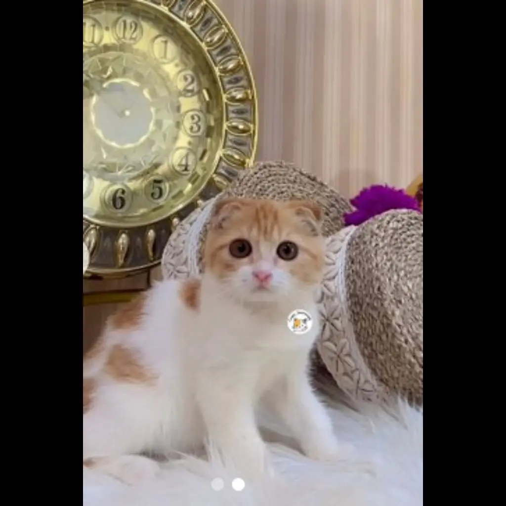 OLH1PZXZ64DV9IGGZCWL