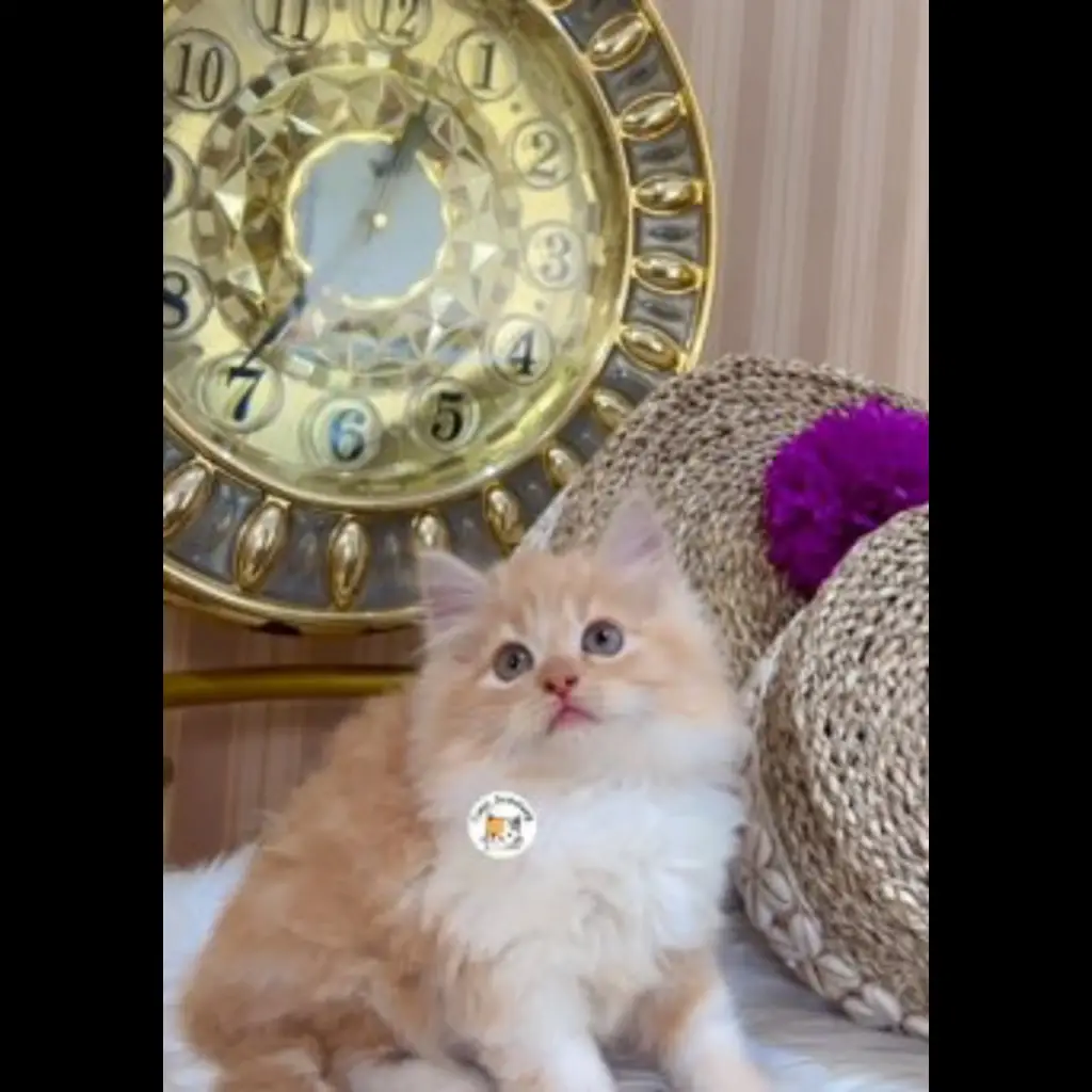 EH8TK091B9DHLPPW0HMD