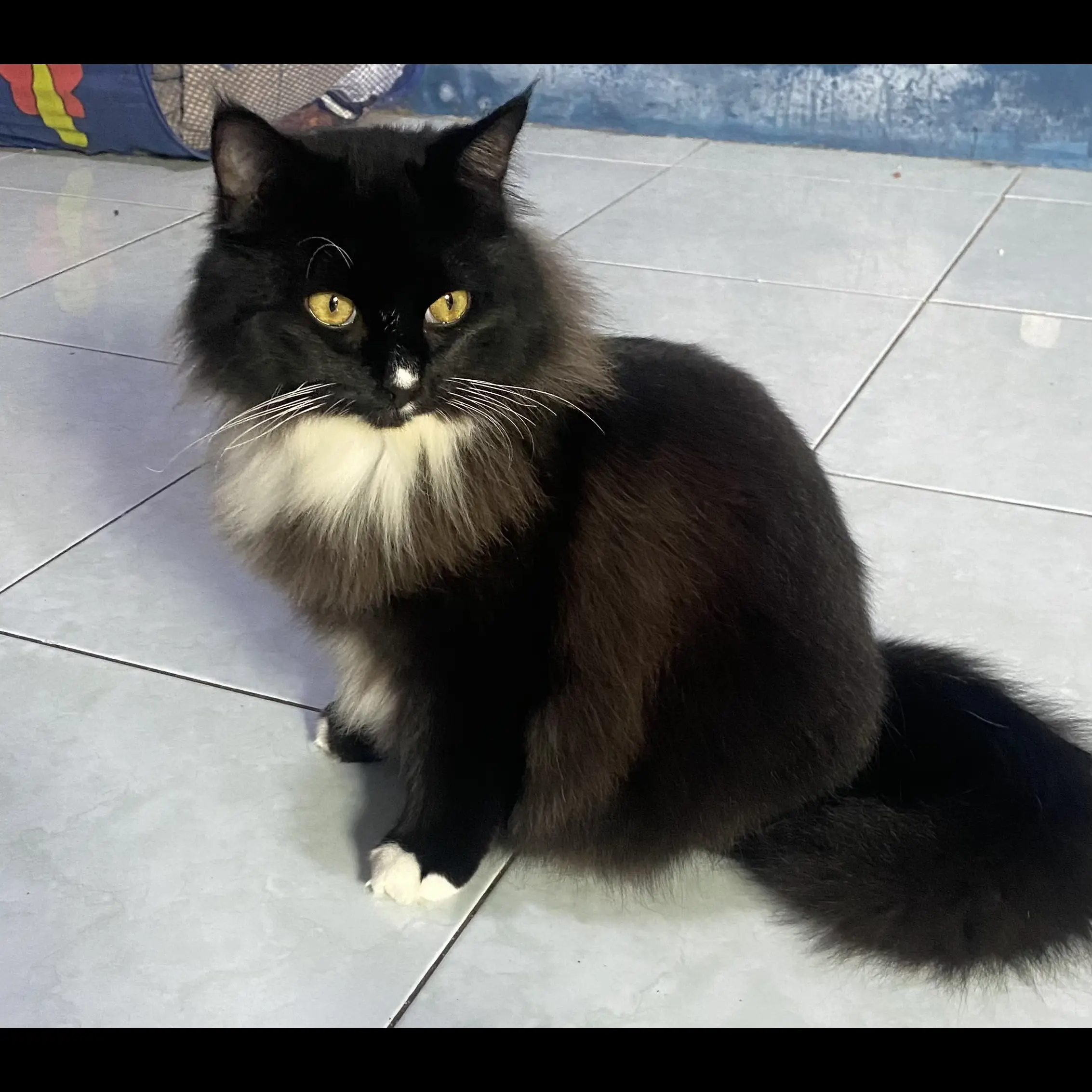 LCF5UAAZXN2ZBQX40JMB