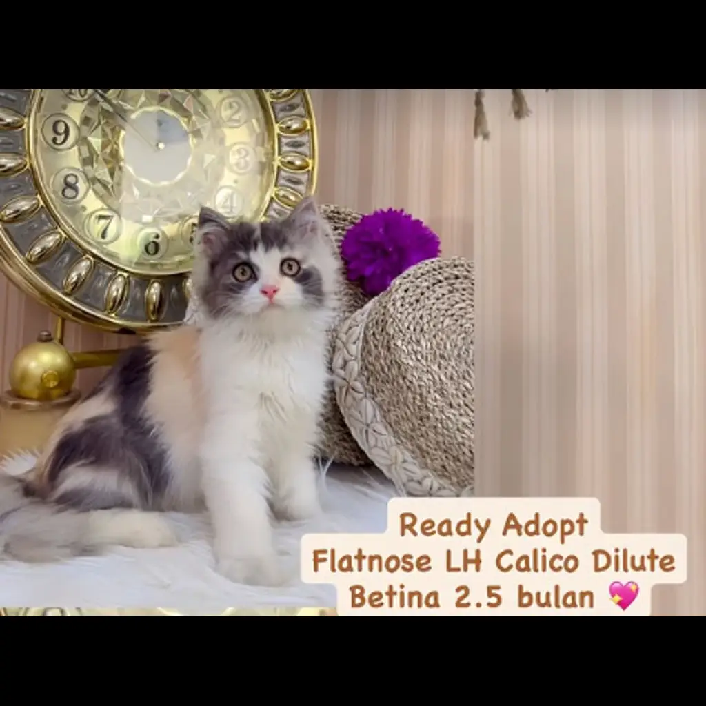 9ME9XV3NDBCNL5OPQT6Y