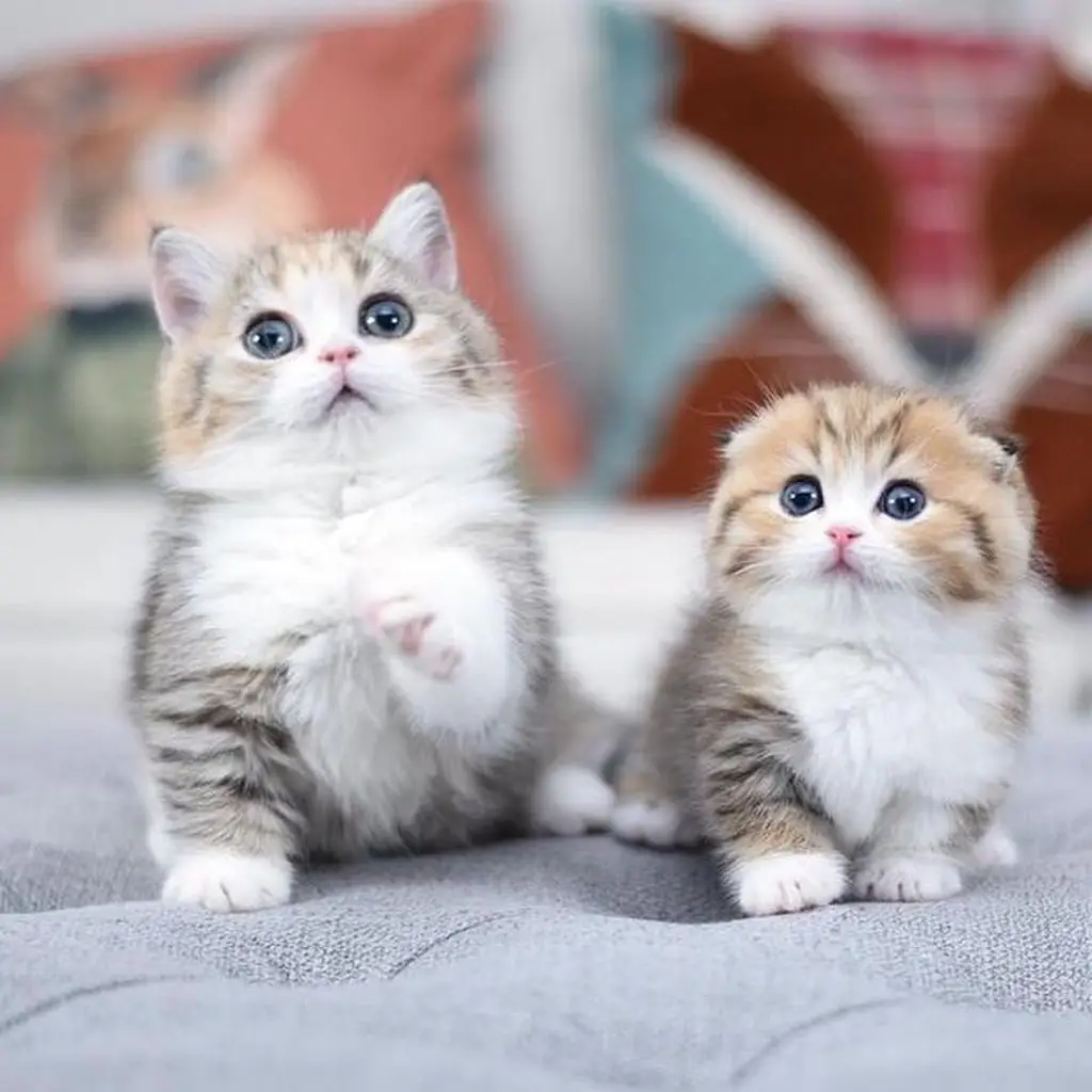 SIBE7Z2BNSJGZ2HF3TK4