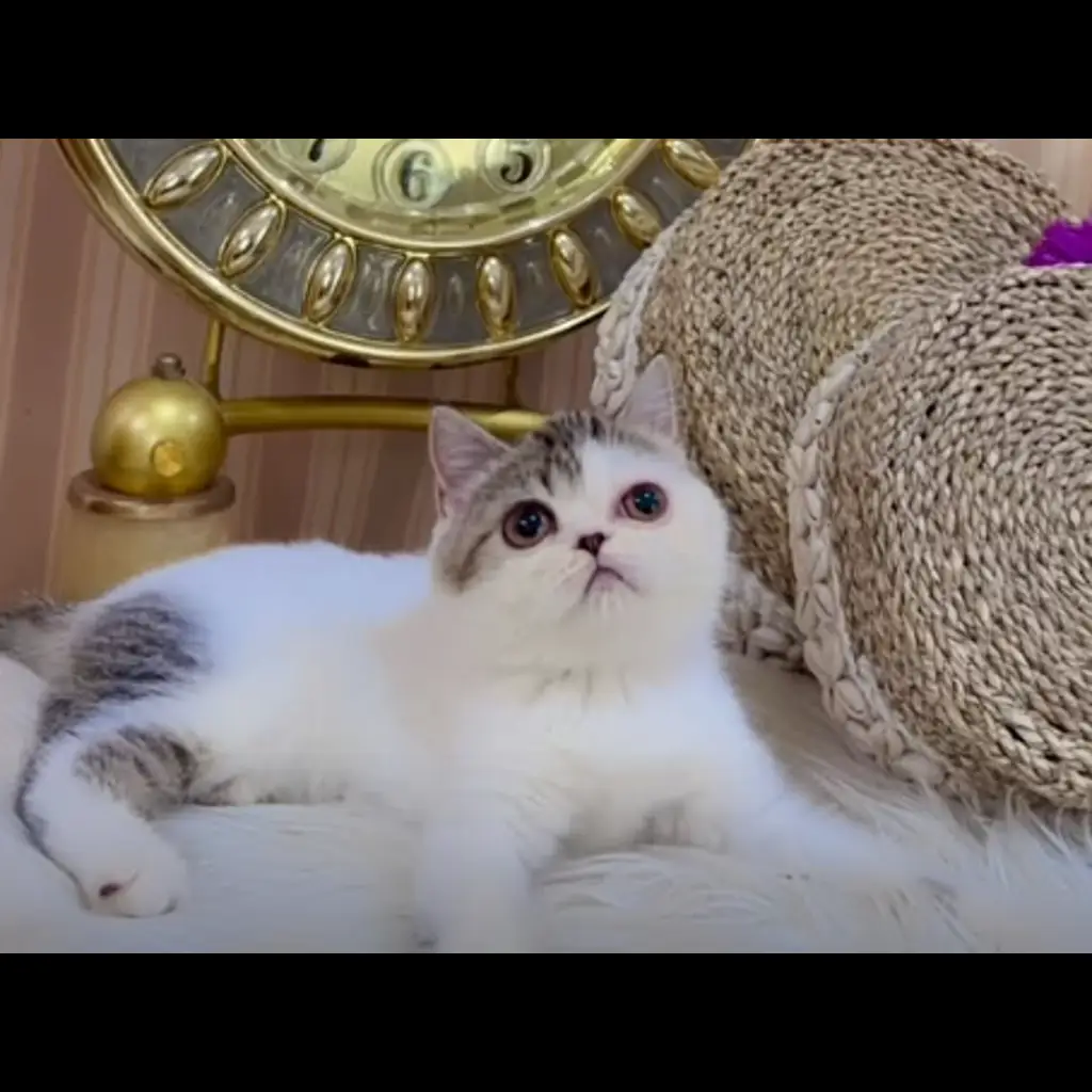 FCZ8QVVK4IFDTIW7WZSV