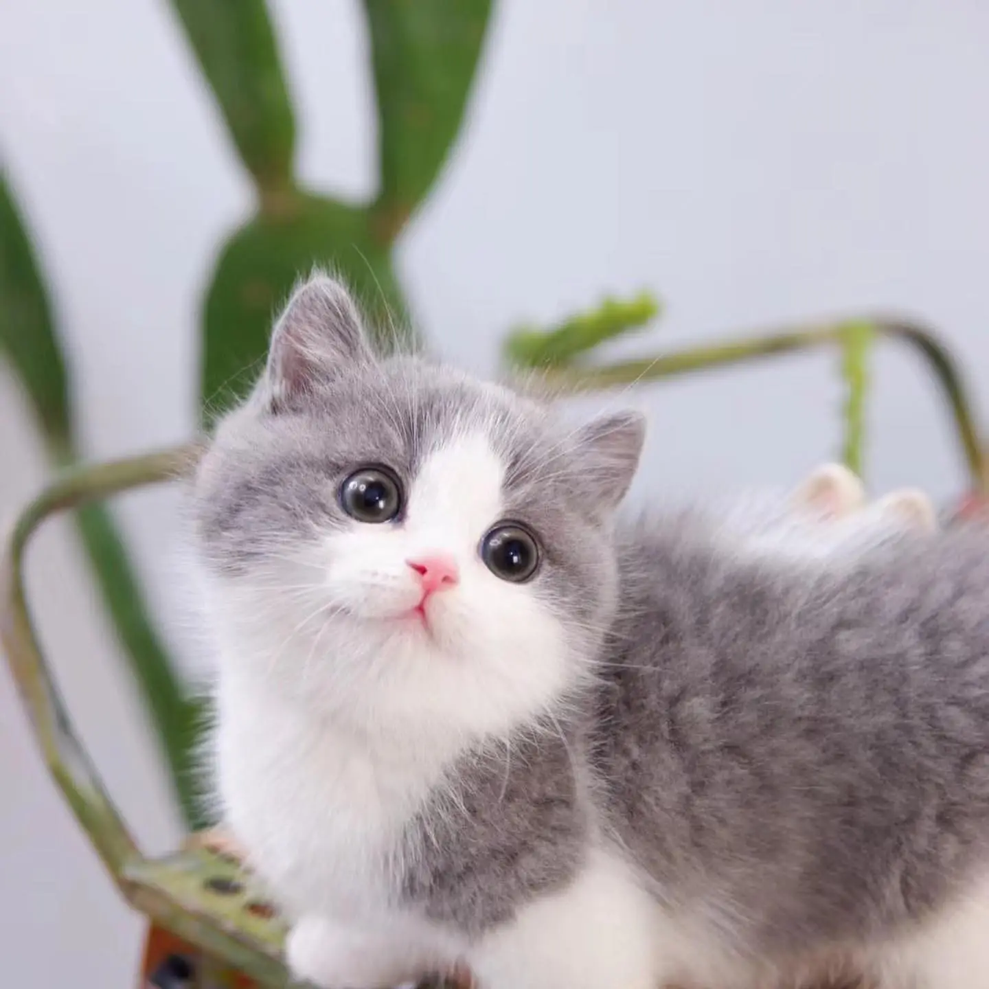 VGS0T6SAH6WM9VC32KRV