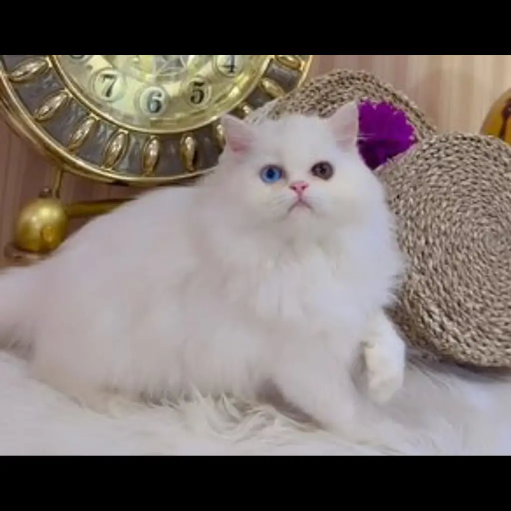 HNQDDAYCMA8Q4RU03R2N