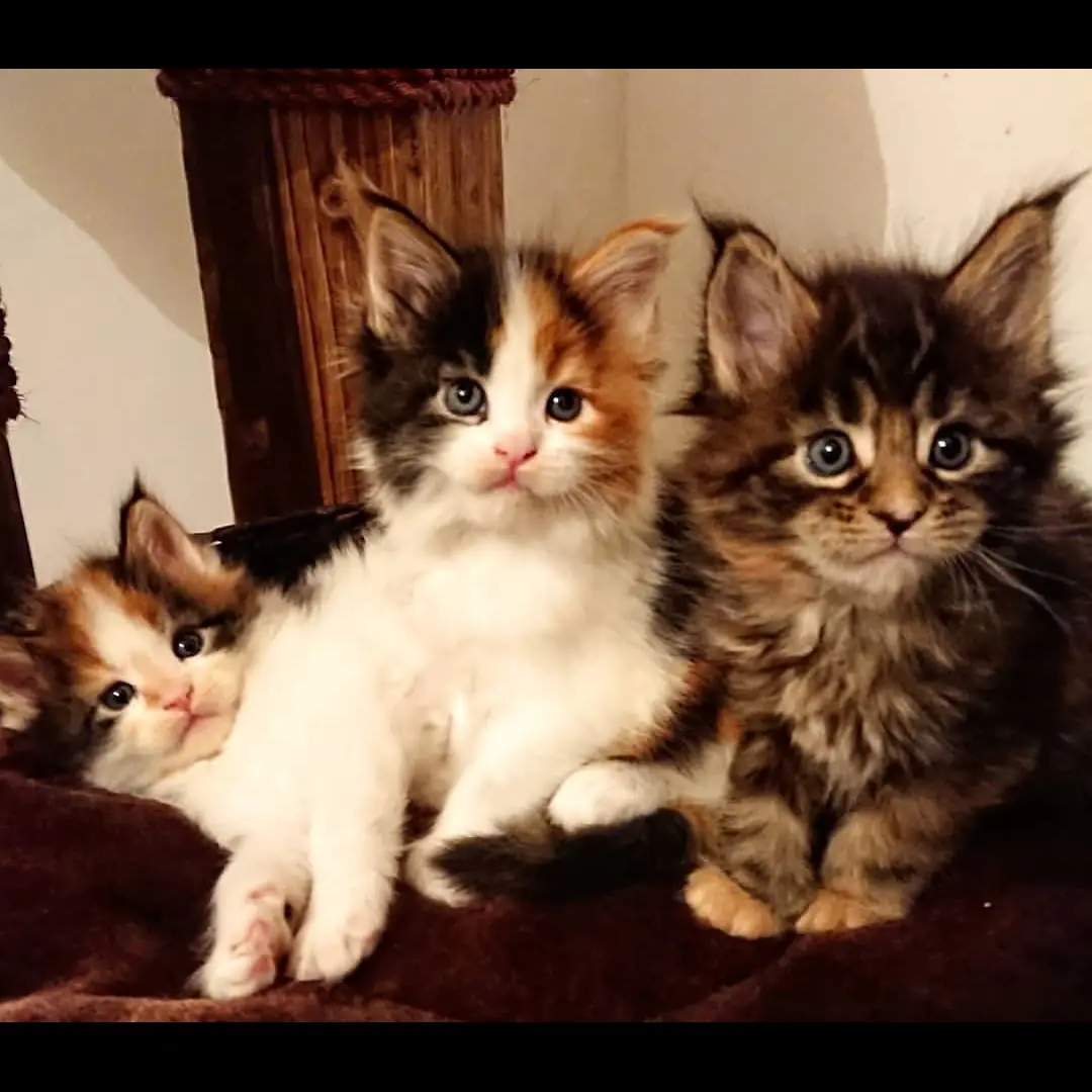 HK8ZSPUJ2N6JSZH0JZ3P