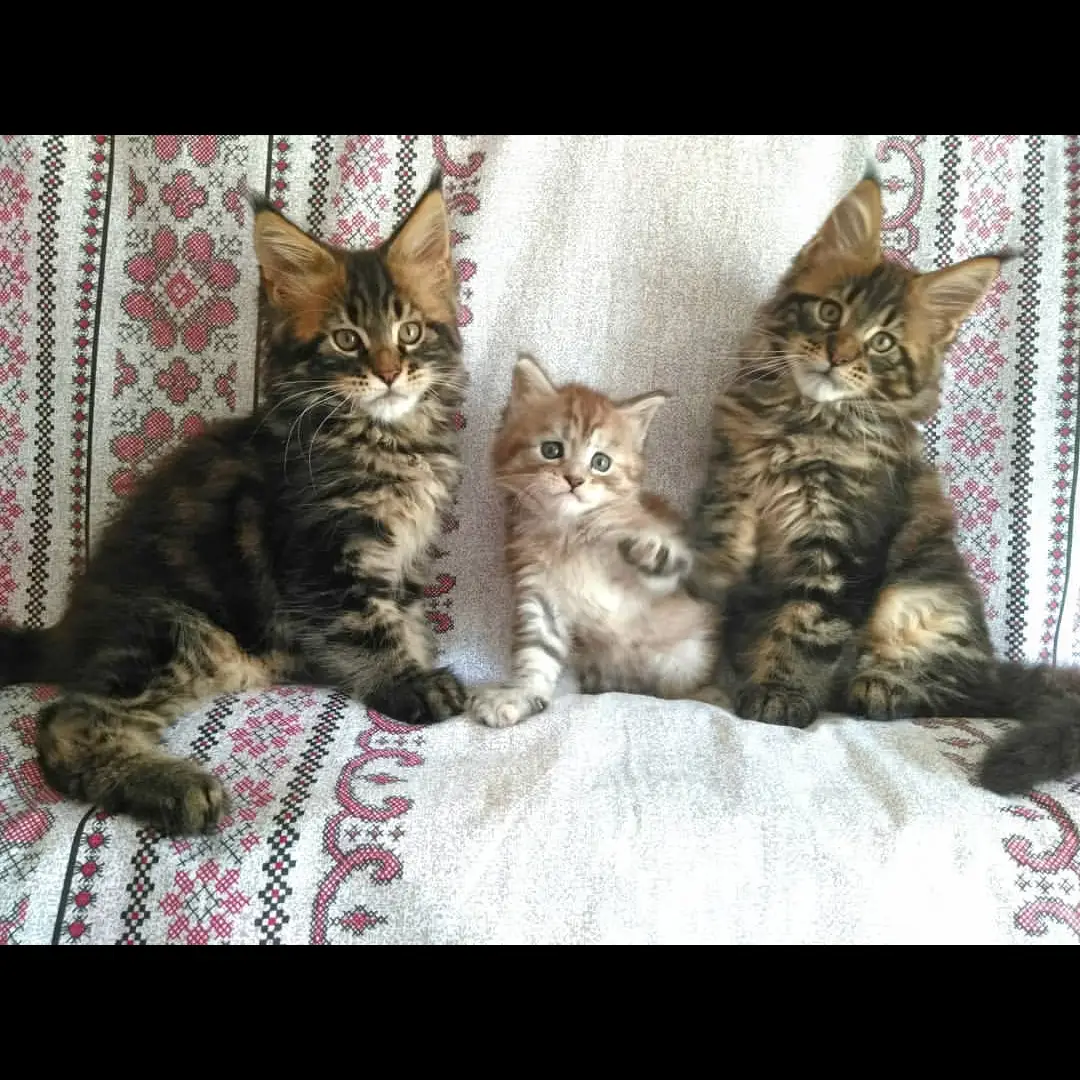 FHOTF9P4PK5DEXOCRMOG