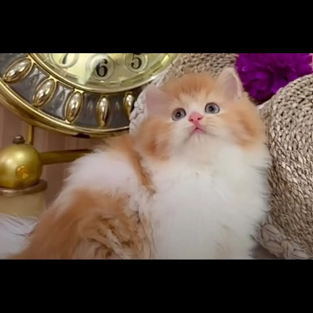 2XZ6YRU1L1OL8VNER4OD