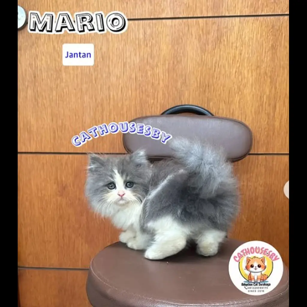 0XD3XVTCF98QU7X8RGXO