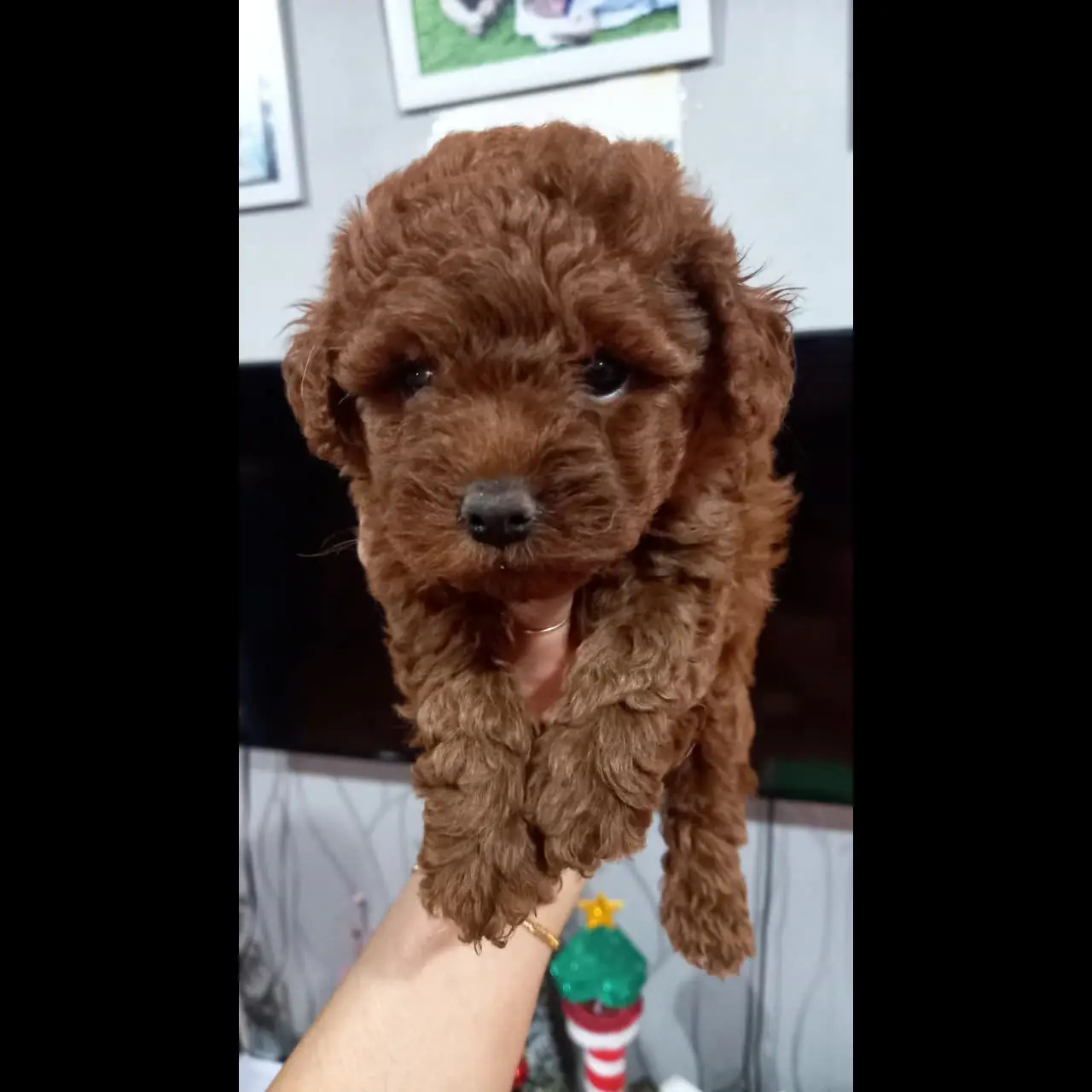 PKPHFCOI8YALWSB50249