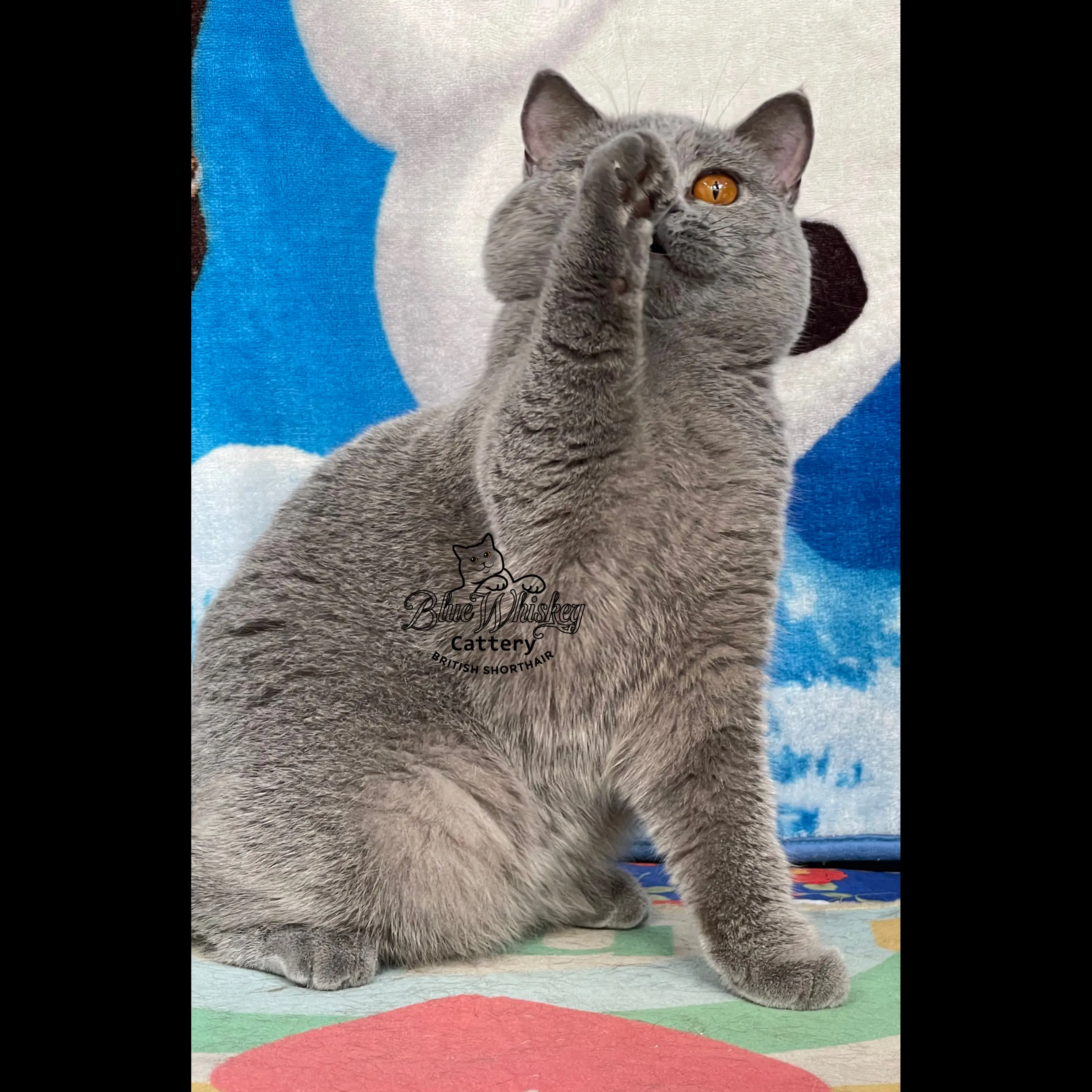 U16ZFGJXL78PA1T8RKUG