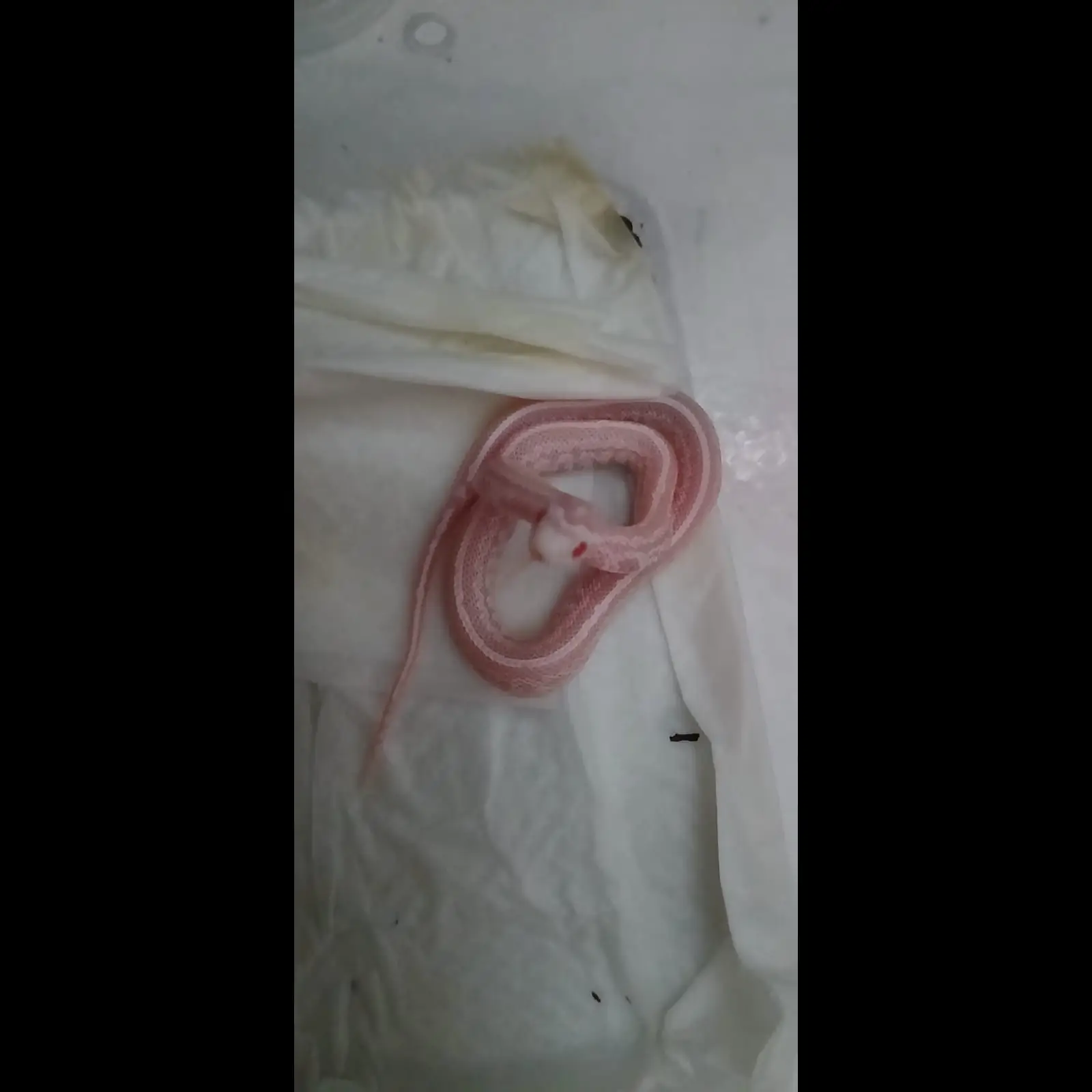 WBJ11XUQJ8ARBP77NXBV