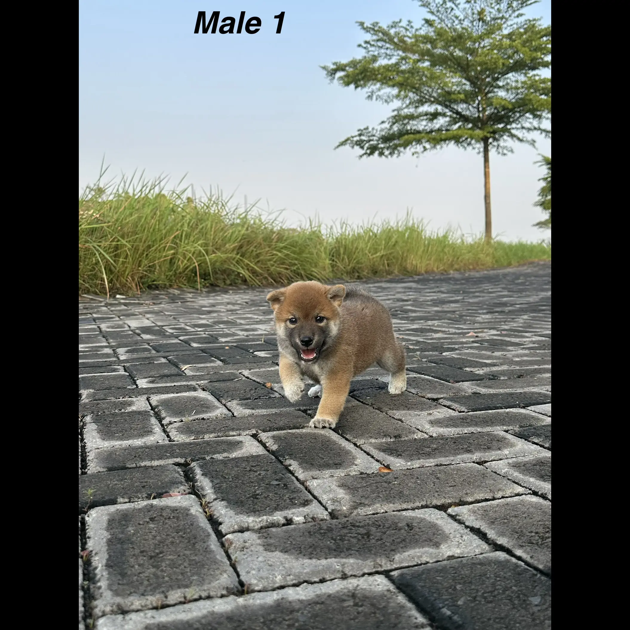 FI2AE2WVPH3UPGXKBSOD