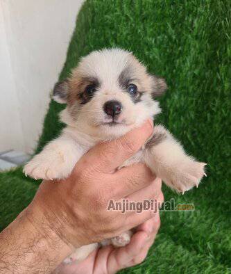 SRE628RNNM