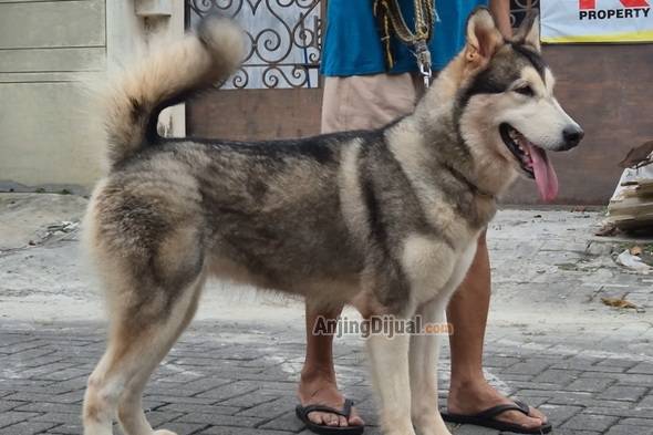 K99BD7KUEJ