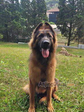 HQB25LREYE