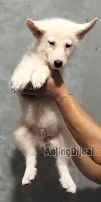 CH4Z6TBIOZ