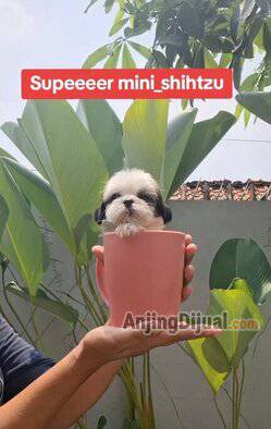 L21NGFNT1H
