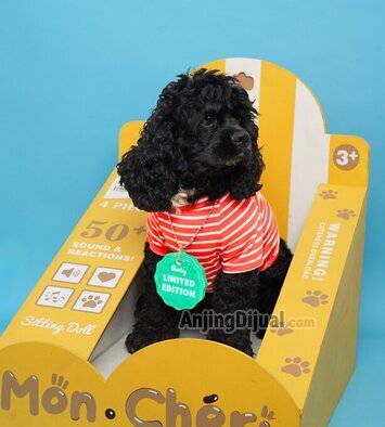 BS6M0HB7G0