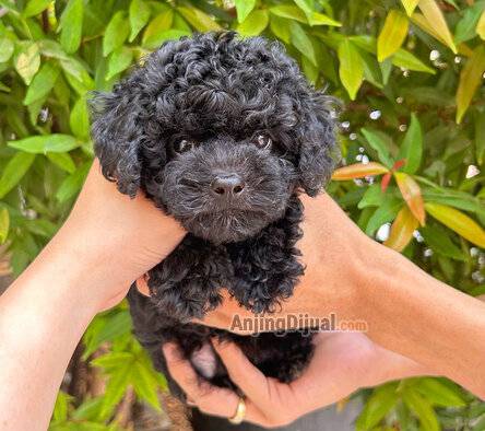 FG653ENDBE