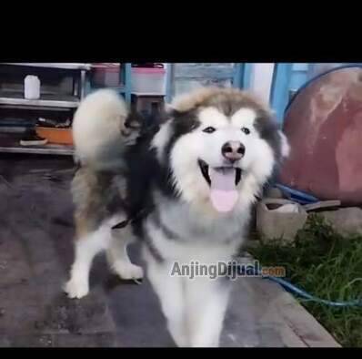 HKIQVBDS0J