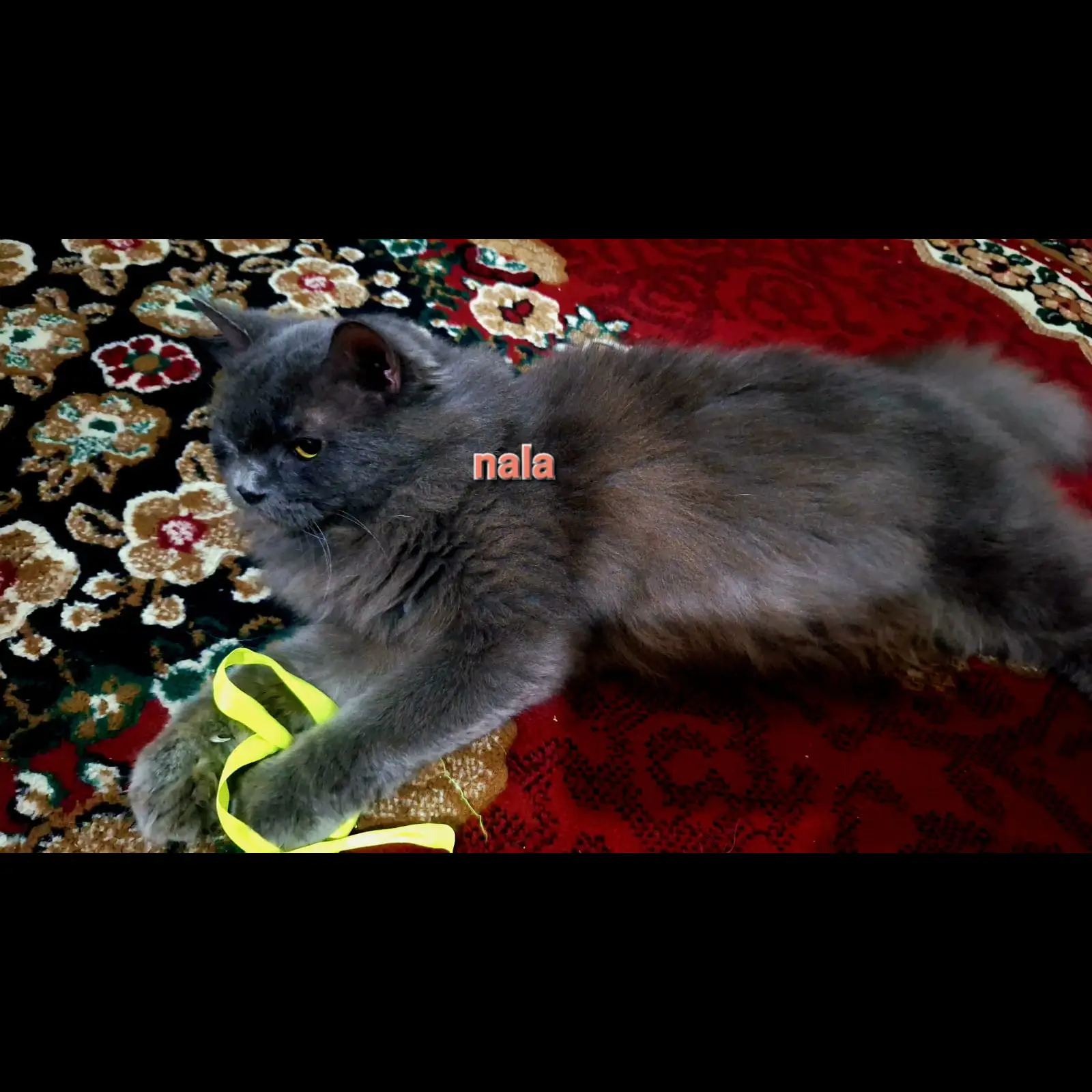 VQDVHRB1GHH20OKNTCPL